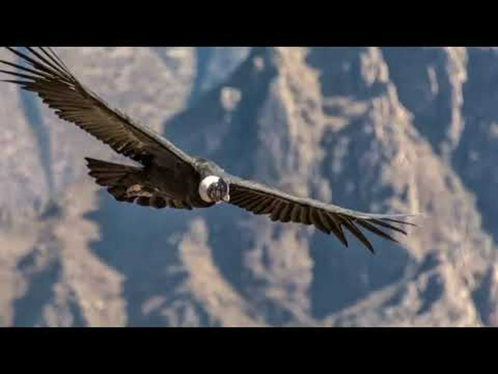 コンドルの翼幅と大きさ: どれくらいの大きさですか? コンドルの翼幅と大きさ: どれくらいの大きさですか?