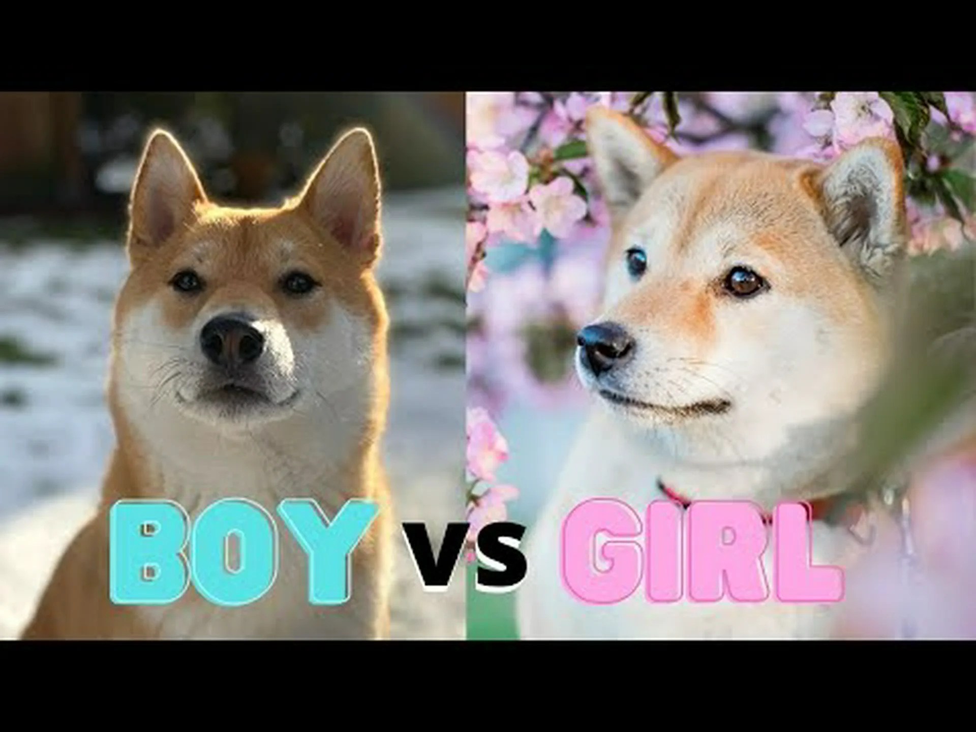 柴犬のオスとメス: 3 つの主な違い 柴犬のオスとメス: 3 つの主な違い