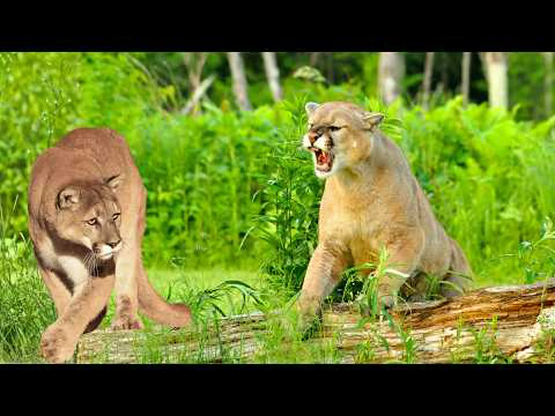 クーガーとマウンテン ライオン – 違いは何ですか? クーガーとマウンテン ライオン – 違いは何ですか?