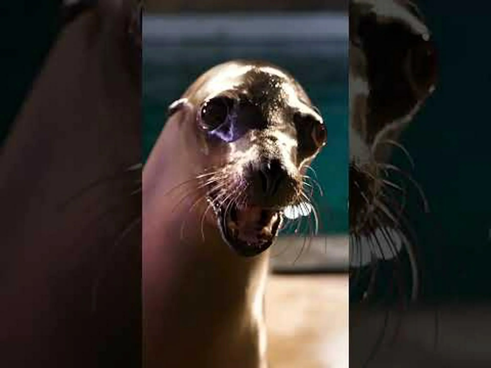 ミスティック水族館: 訪れるのに最適な時期と最もクールな動物 10 選 ミスティック水族館: 訪れるのに最適な時期と最もクールな動物 10 選