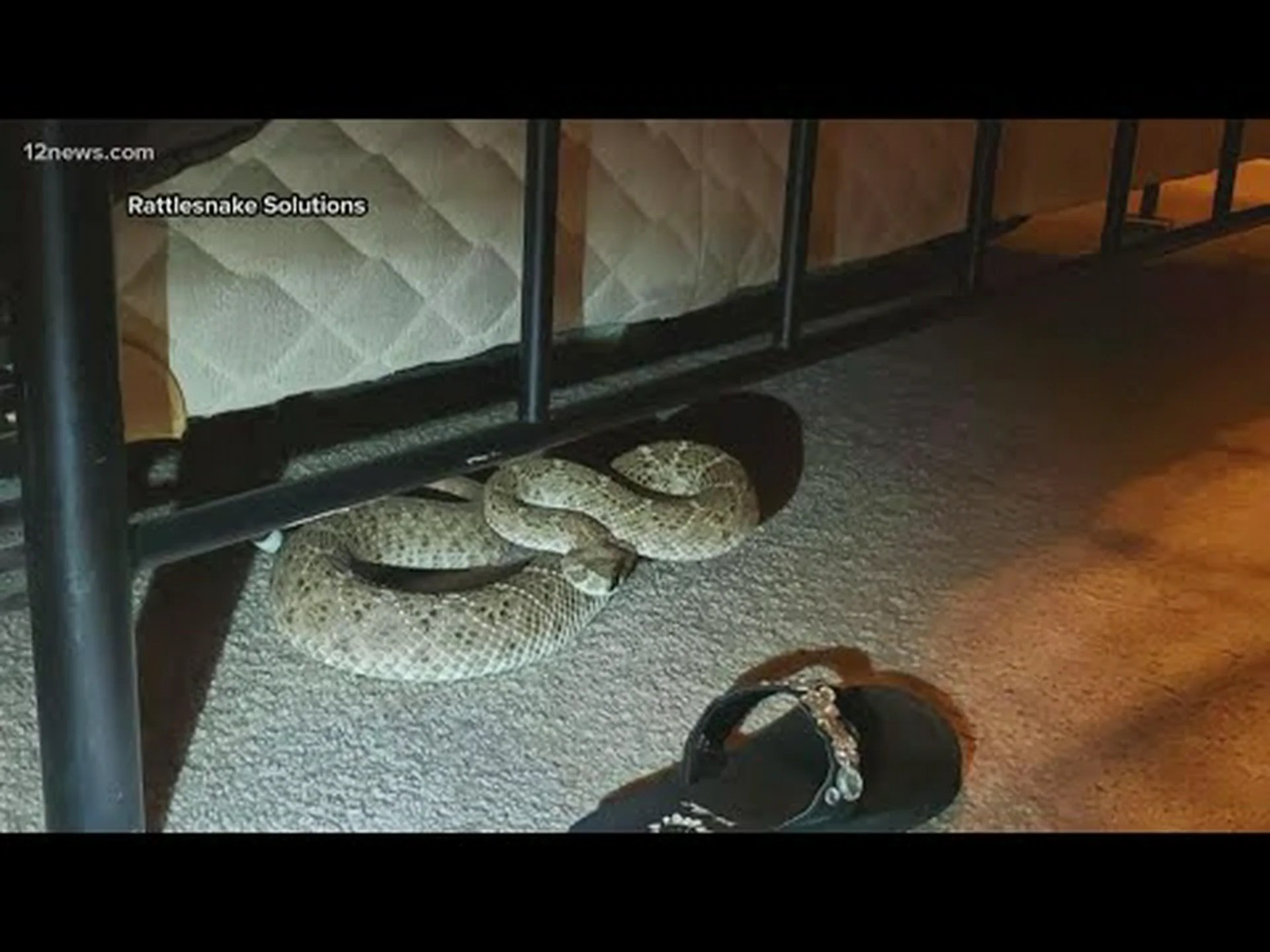 最悪の休暇: カップルが Airbnb でガラガラヘビを見つける 最悪の休暇: カップルが Airbnb でガラガラヘビを見つける