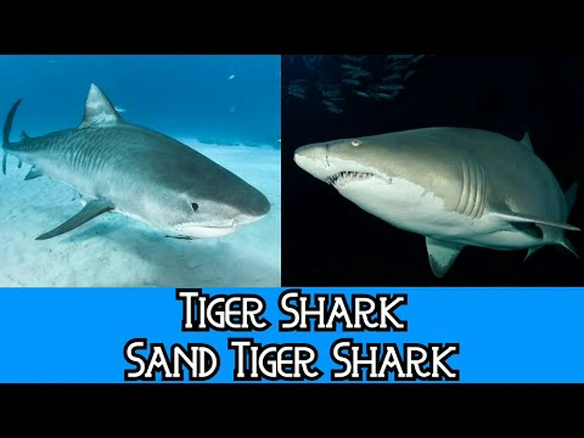 イタチザメとシロワニザメ: 違いは何ですか? イタチザメとシロワニザメ: 違いは何ですか?