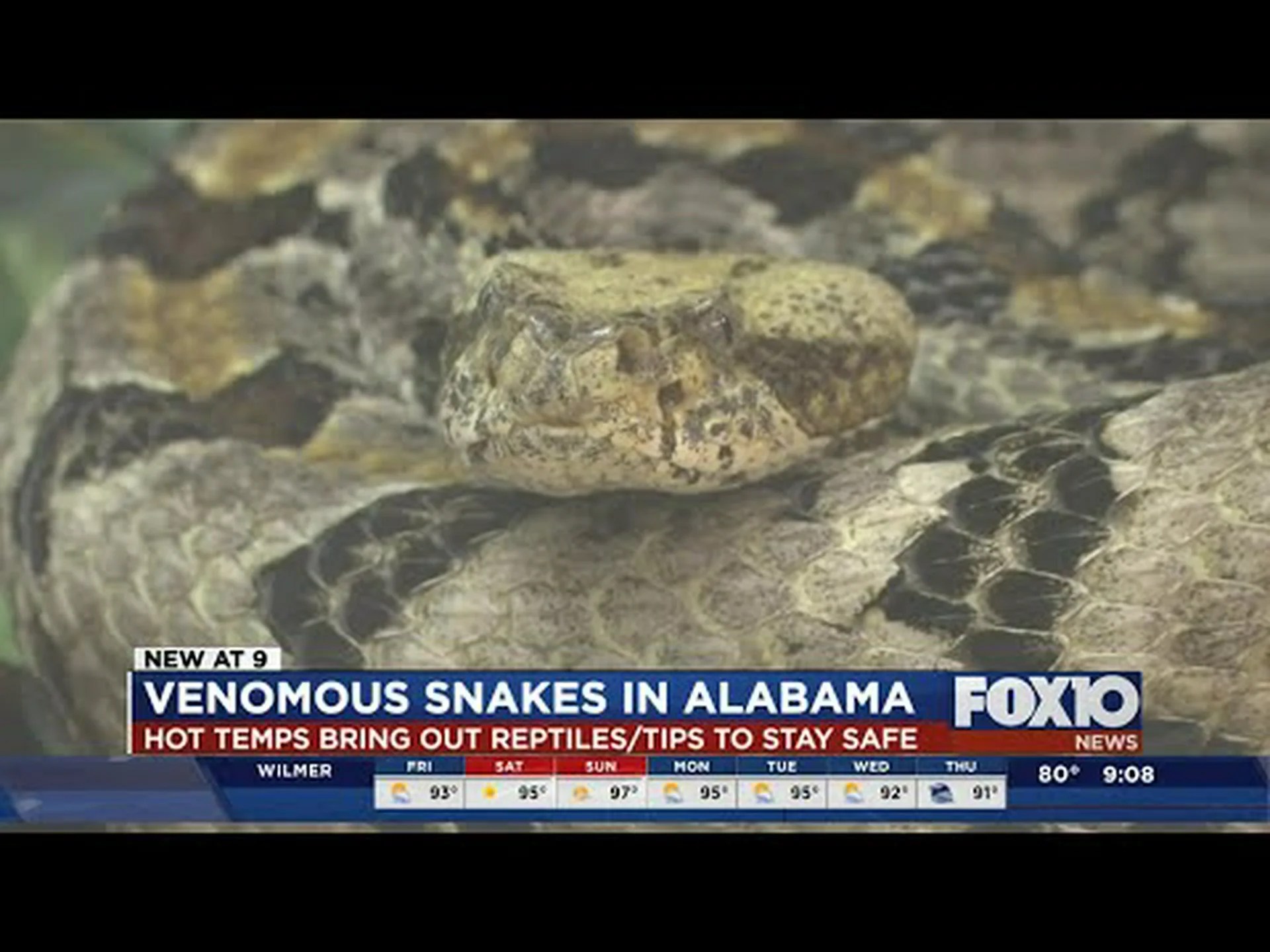 アラバマ州の毒ヘビ6頭 アラバマ州の毒ヘビ6頭