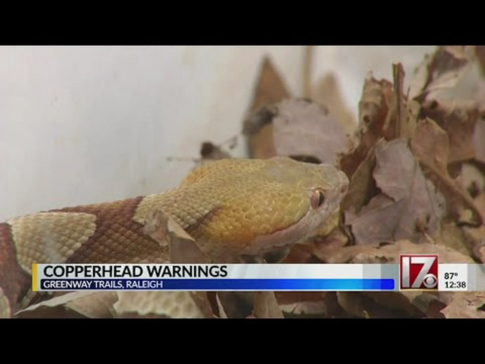 ノースカロライナマムシが最も活発になる時期を知る ノースカロライナマムシが最も活発になる時期を知る