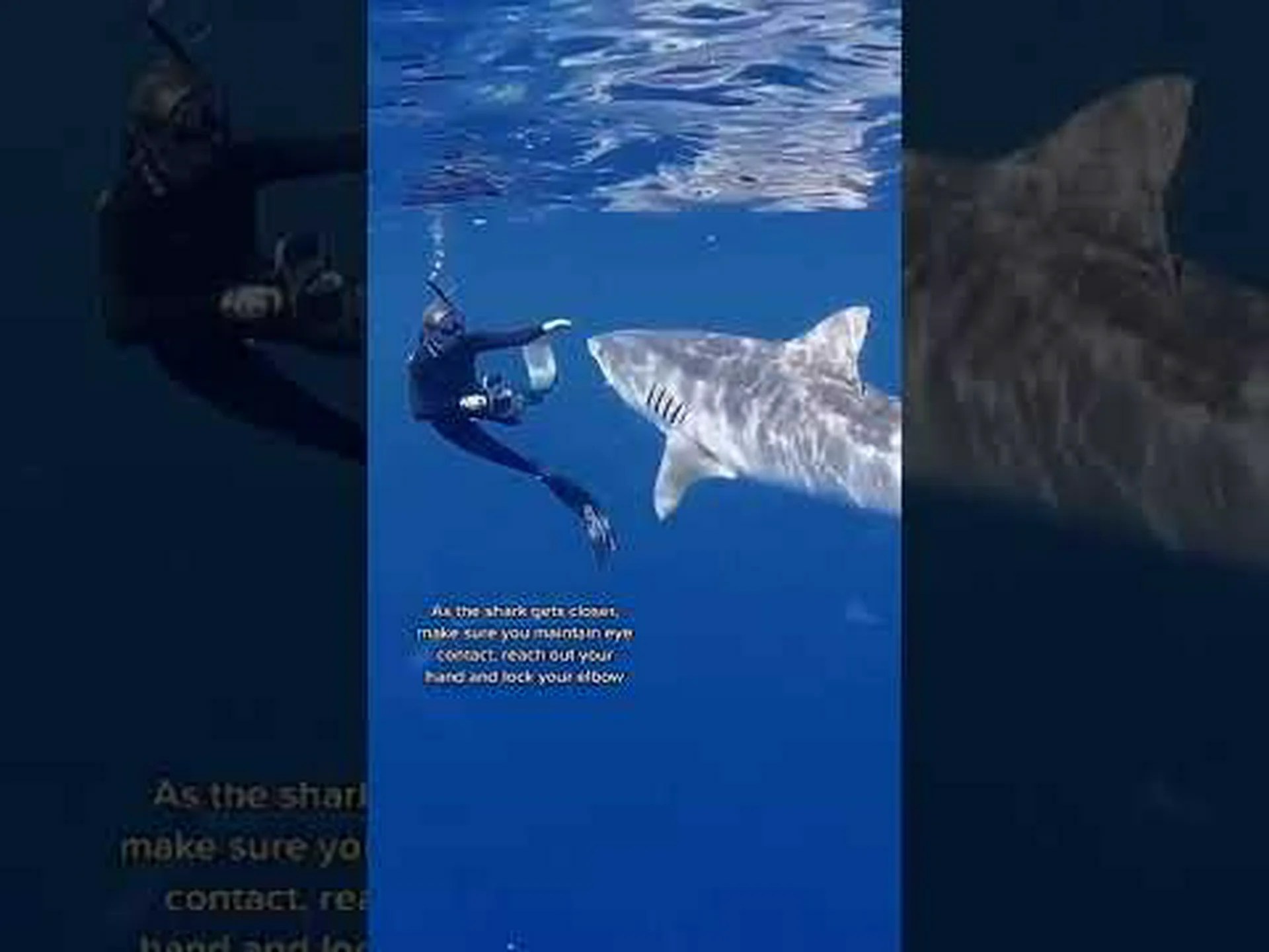 2 人のダイバーの周りを泳ぐこの敵対的なサメの驚くべきスピードを観察してください 2 人のダイバーの周りを泳ぐこの敵対的なサメの驚くべきスピードを観察してください