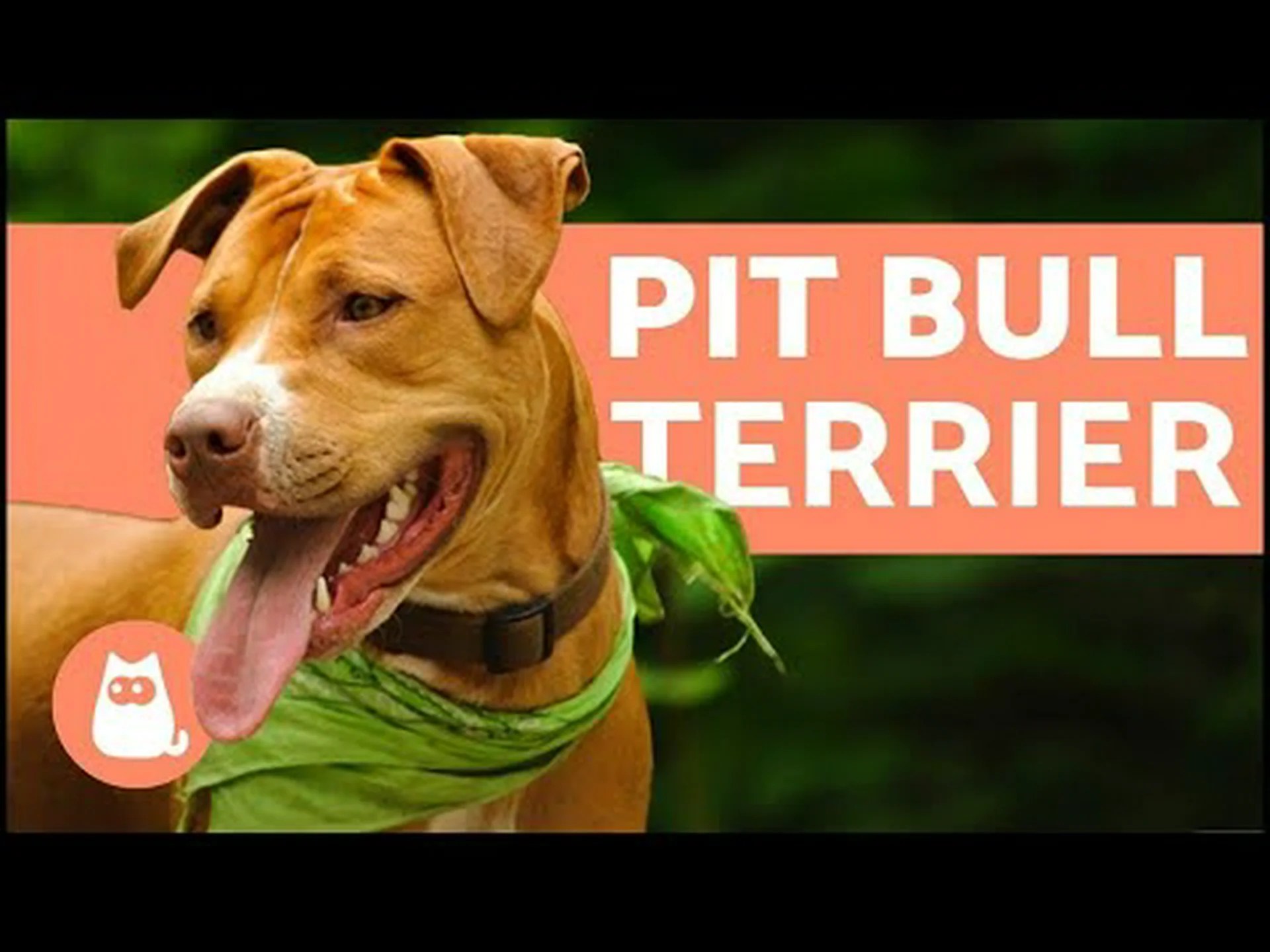 ピットブルの子犬:特徴、エネルギーレベル、サイズ、トレーニングのヒント ピットブルの子犬:特徴、エネルギーレベル、サイズ、トレーニングのヒント
