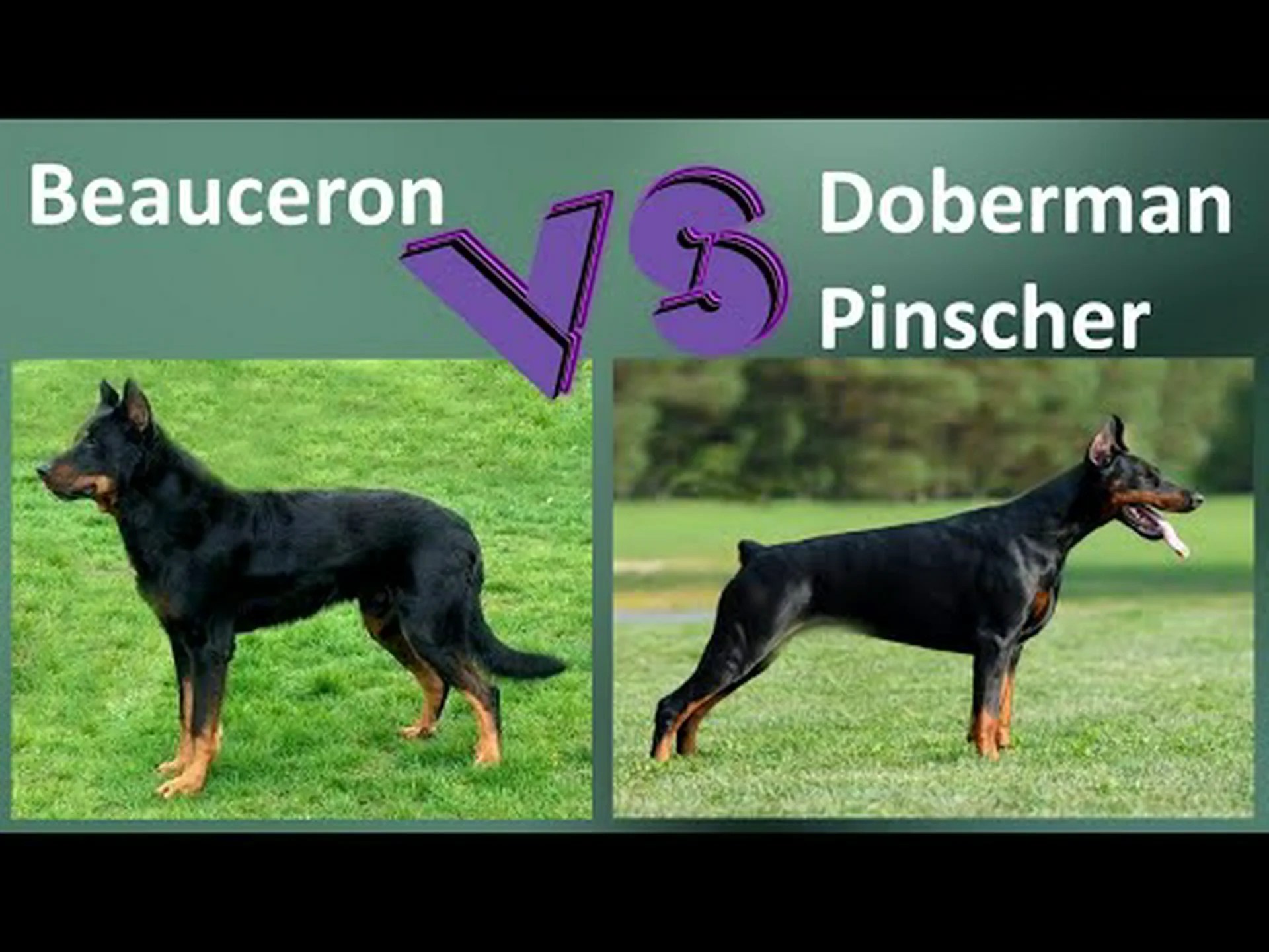 ボースロン vs ドーベルマン: 違いはあるのか? ボースロン vs ドーベルマン: 違いはあるのか?