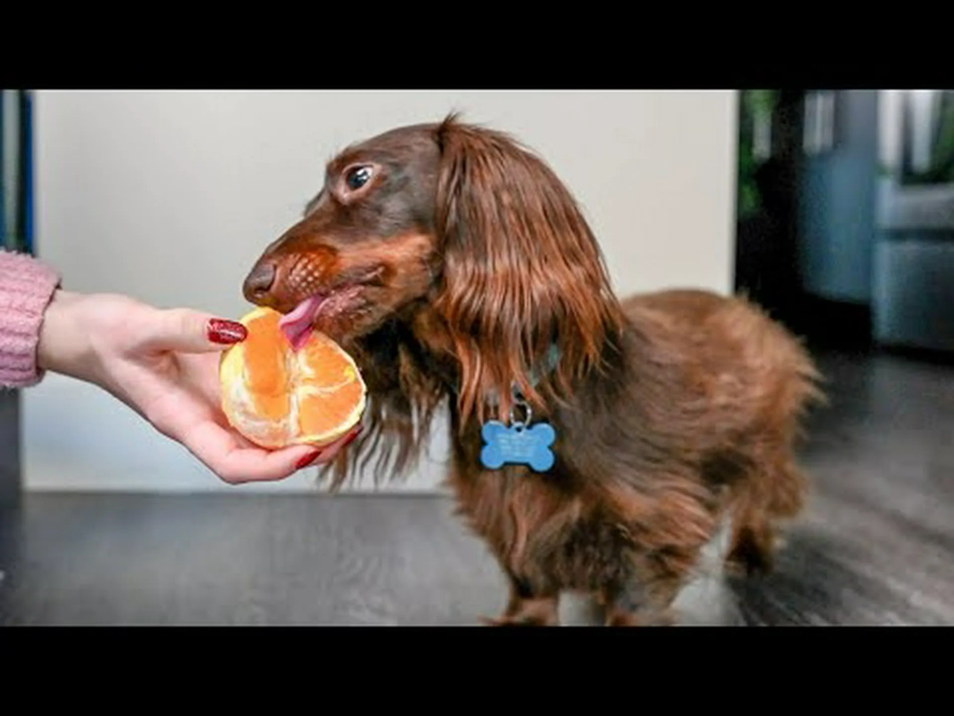 犬はクレメンタインや他の柑橘類を安全に食べても大丈夫ですか? 犬はクレメンタインや他の柑橘類を安全に食べても大丈夫ですか?