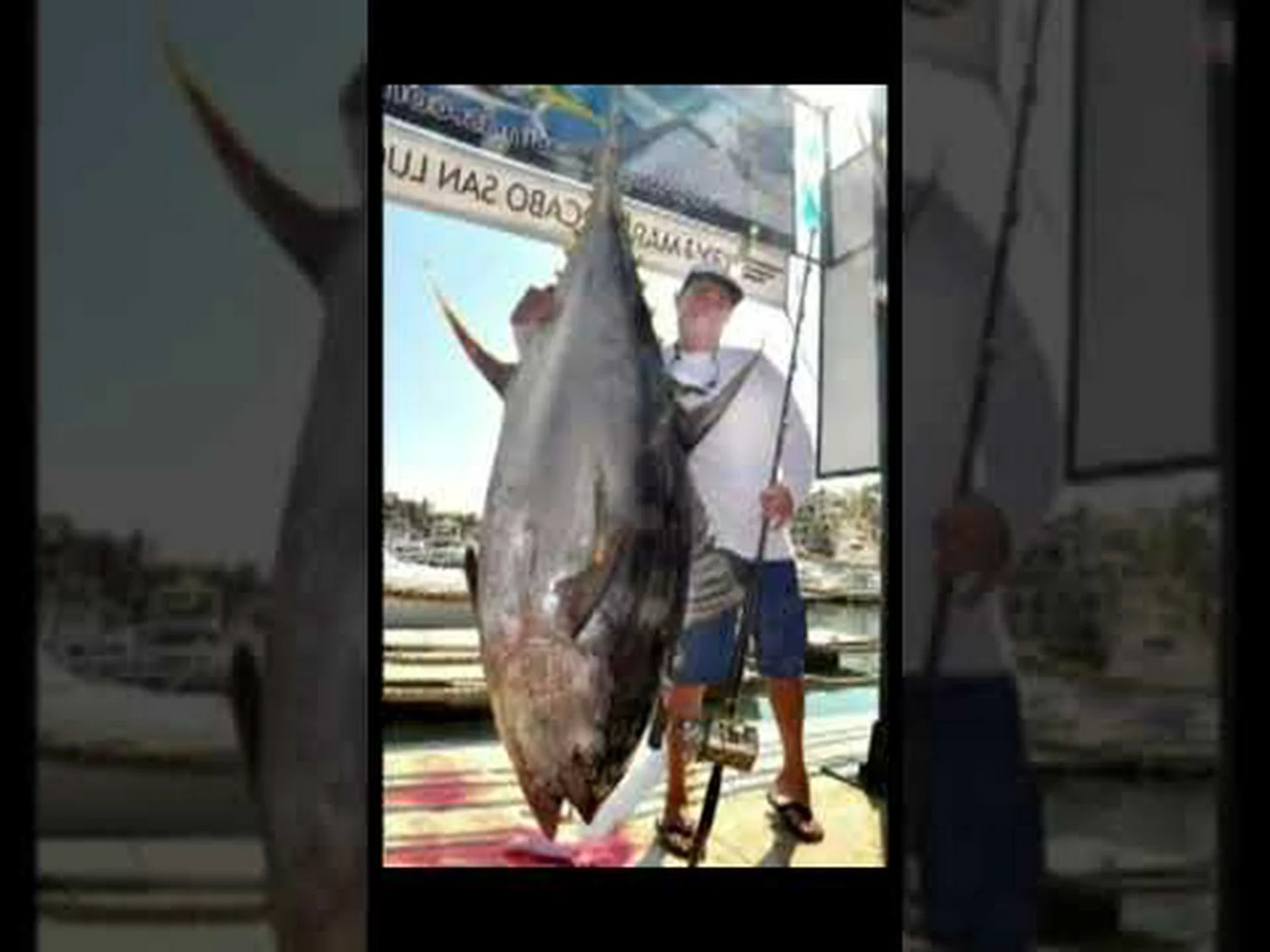 カリフォルニアで史上最大のキハダマグロを発見 カリフォルニアで史上最大のキハダマグロを発見