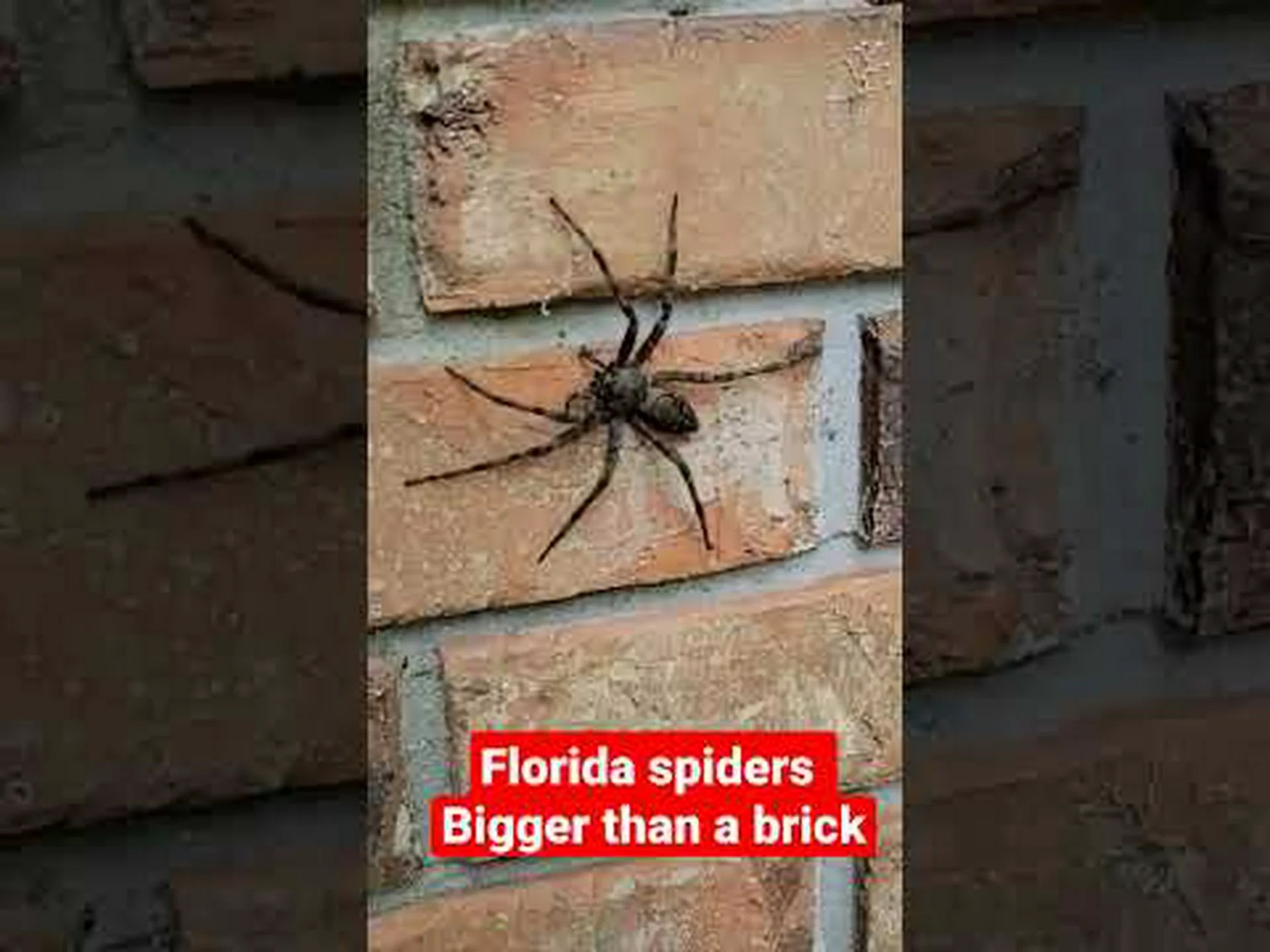 フロリダに住んでいるハンツマンスパイダーは何ですか? フロリダに住んでいるハンツマンスパイダーは何ですか?