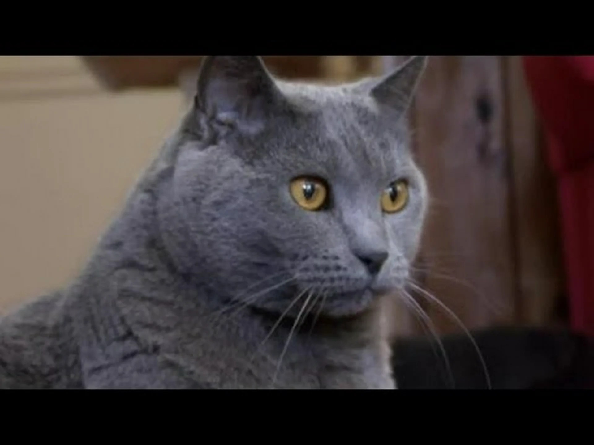 シャルトルー猫とブリティッシュショートヘア: 両者の主な違い シャルトルー猫とブリティッシュショートヘア: 両者の主な違い