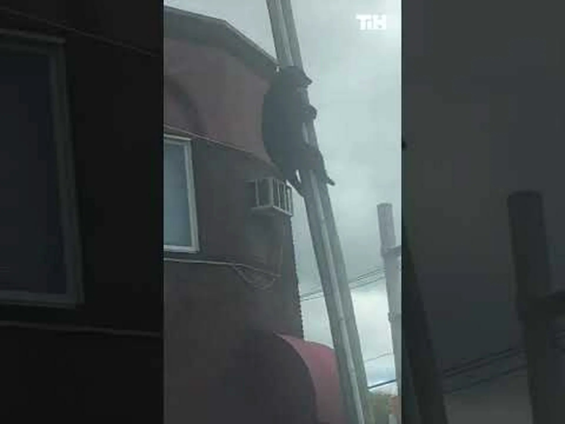 飼育されている最大のツキノワグマの体重は電柱ほどだった ― こんなに大きくなった3つの理由 飼育されている最大のツキノワグマの体重は電柱ほどだった ― こんなに大きくなった3つの理由