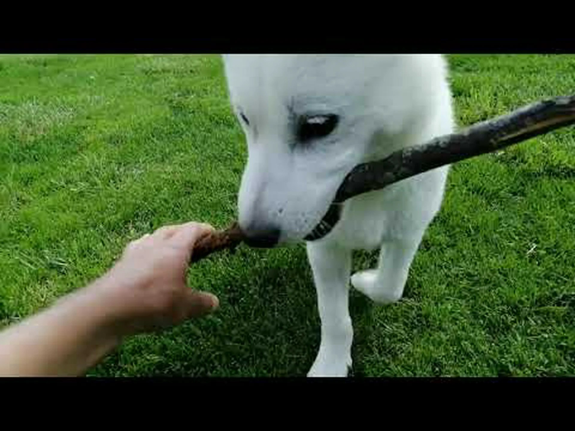 北海道犬と柴犬: 5 つの主な違い 北海道犬と柴犬: 5 つの主な違い