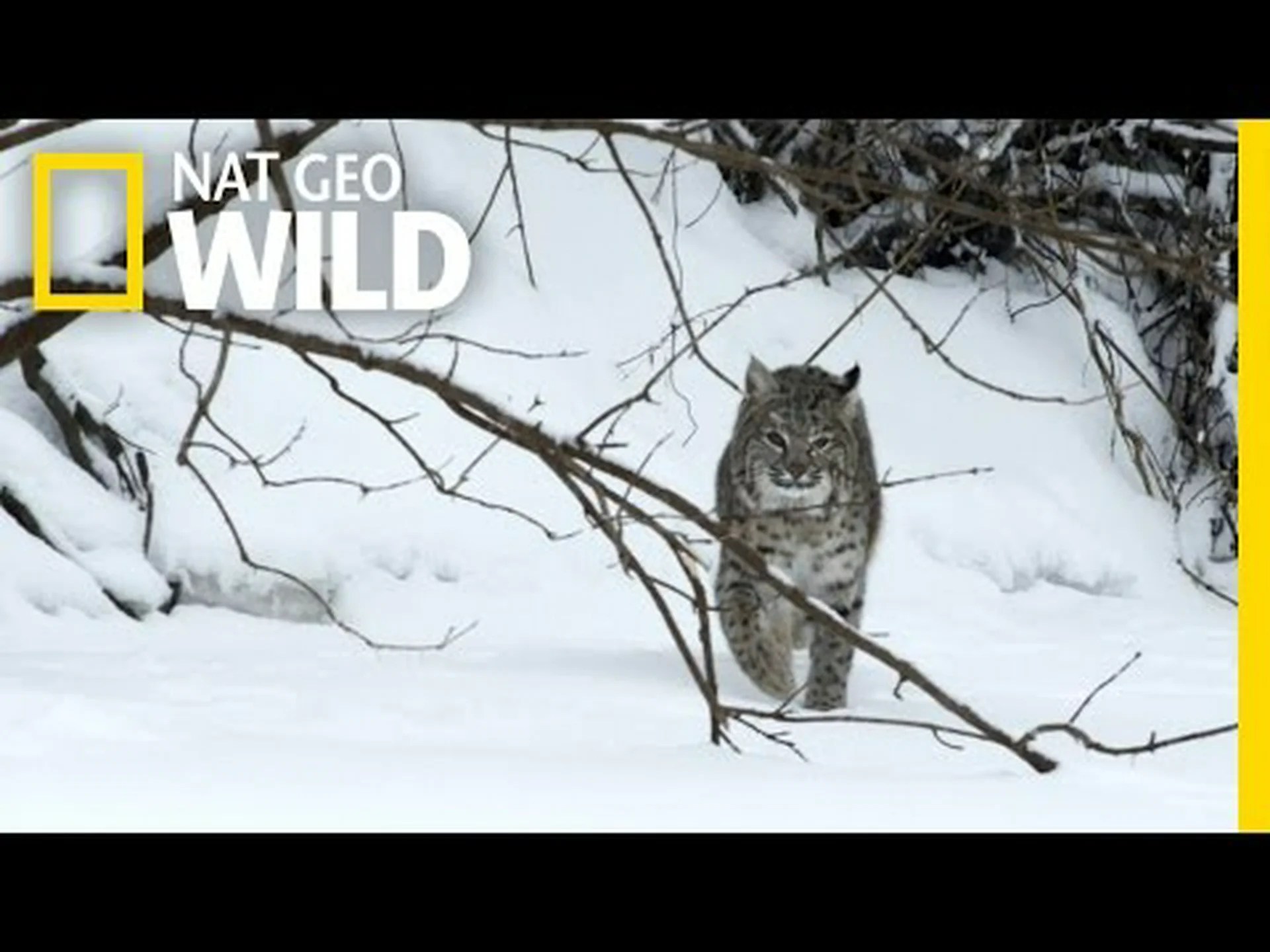 ミシシッピ州のボブキャッツ: 種類と生息地 ミシシッピ州のボブキャッツ: 種類と生息地