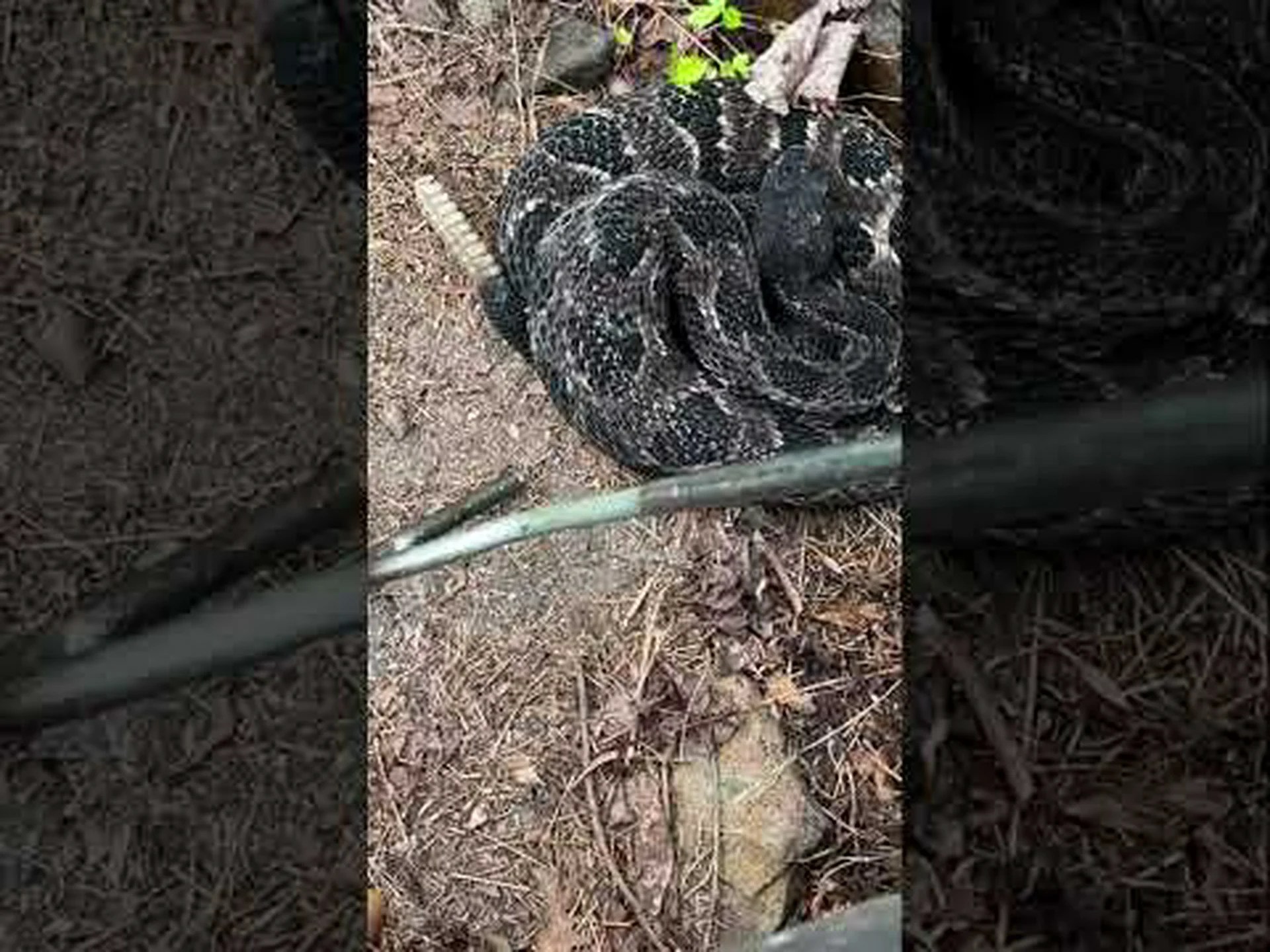 タイリクガラガラヘビがウェストバージニア州の州の爬虫類である理由を発見する タイリクガラガラヘビがウェストバージニア州の州の爬虫類である理由を発見する