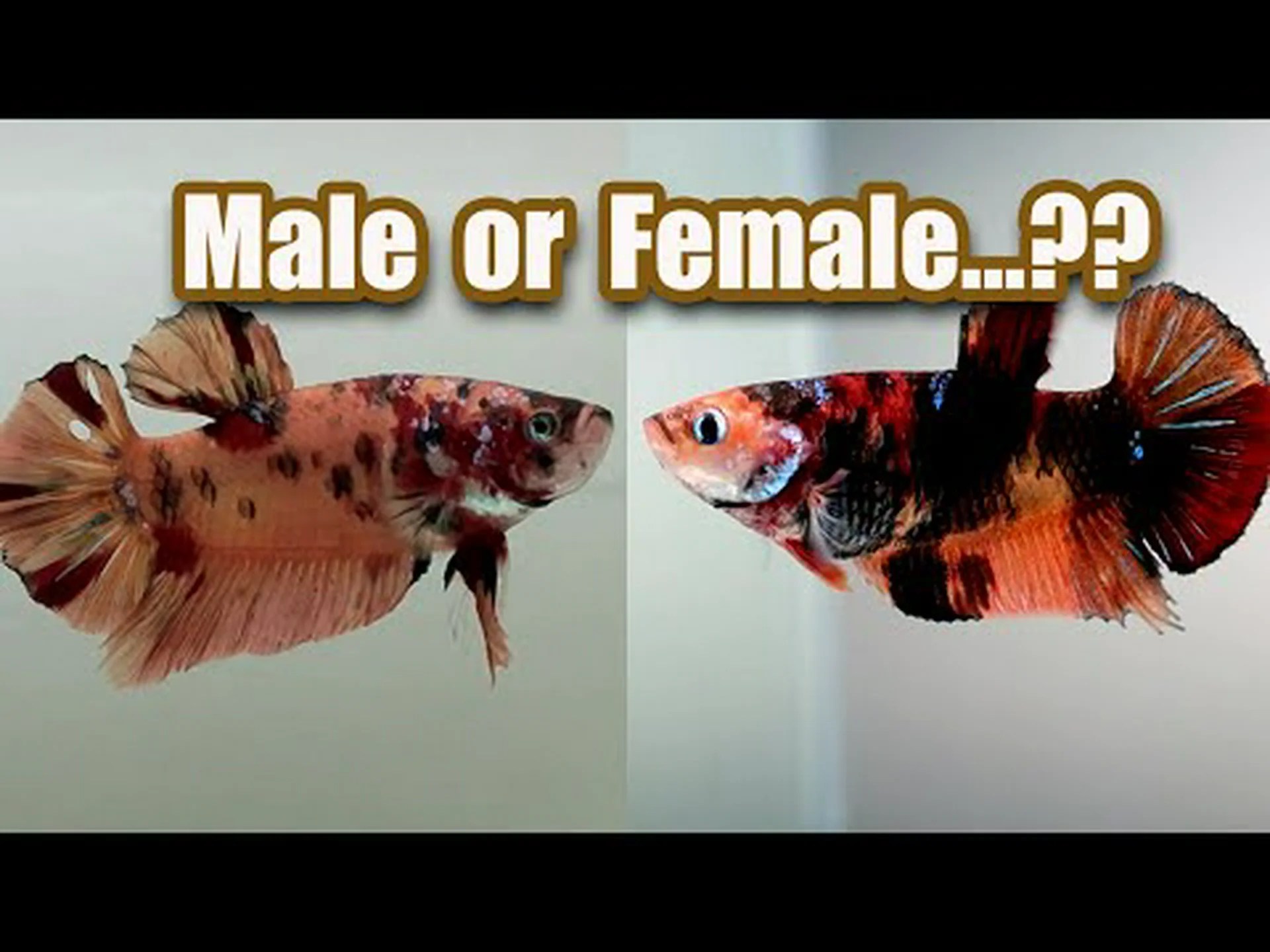 ベタのオスとメス: 違いは何ですか? ベタのオスとメス: 違いは何ですか?