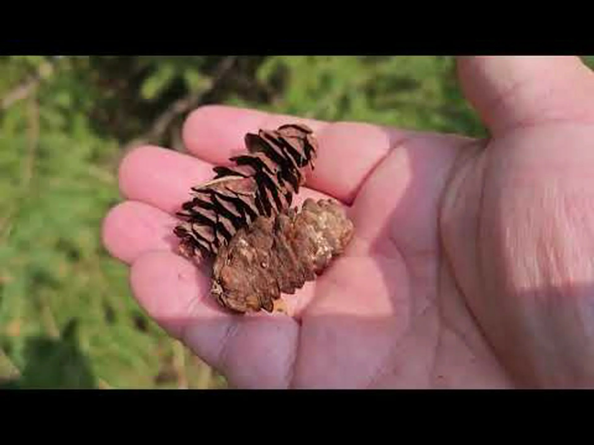 ホワイトスプルースとブルースプルース: 違いは何ですか? ホワイトスプルースとブルースプルース: 違いは何ですか?