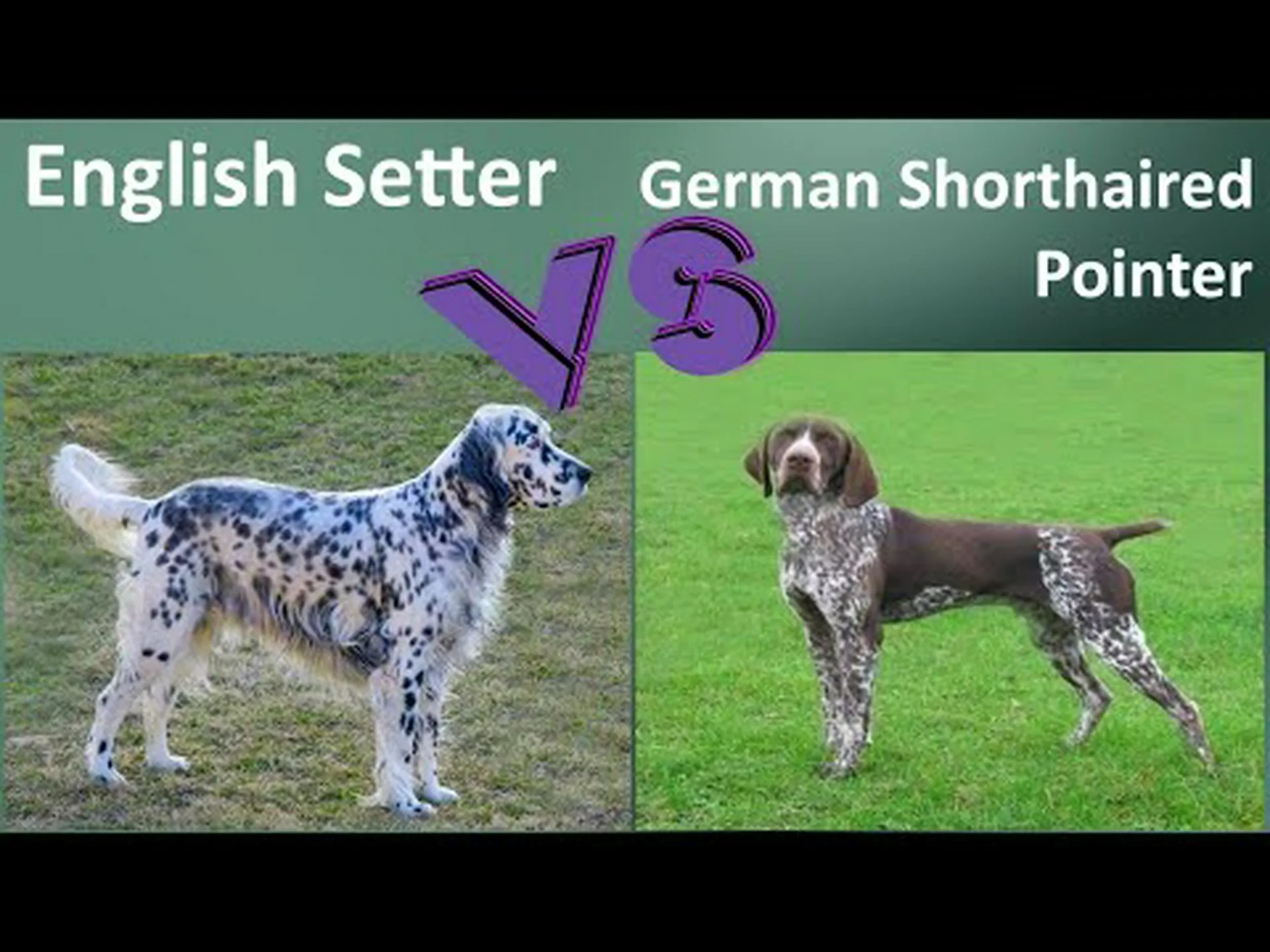 セッターとポインター: 違いはありますか? セッターとポインター: 違いはありますか?