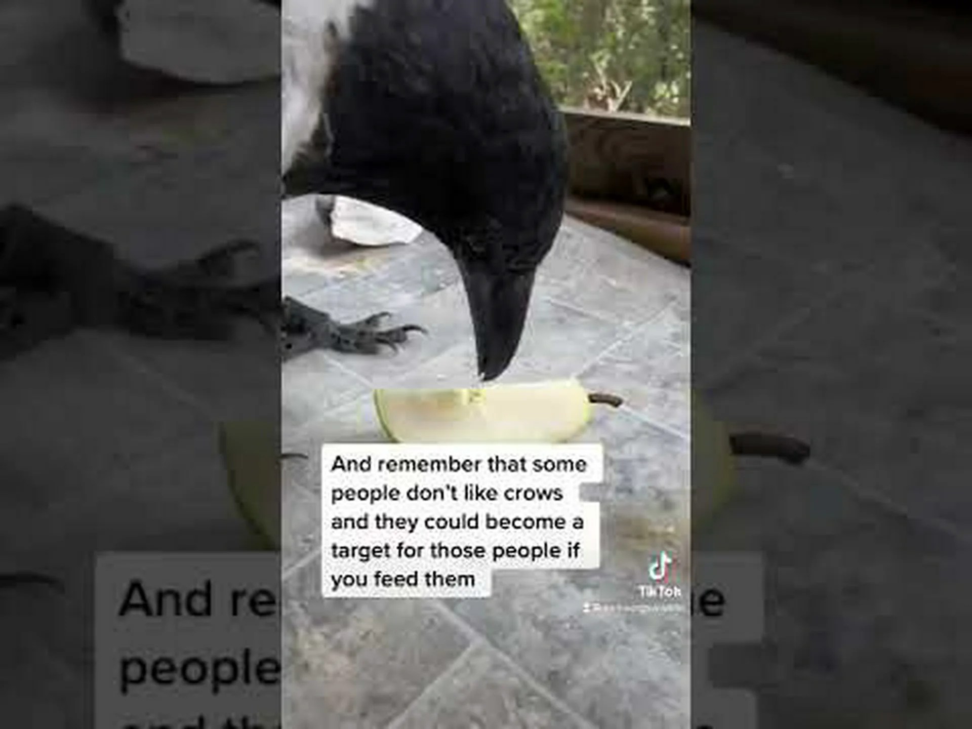 カラスと仲良くなり絆を深めるための 3 つのヒント カラスと仲良くなり絆を深めるための 3 つのヒント