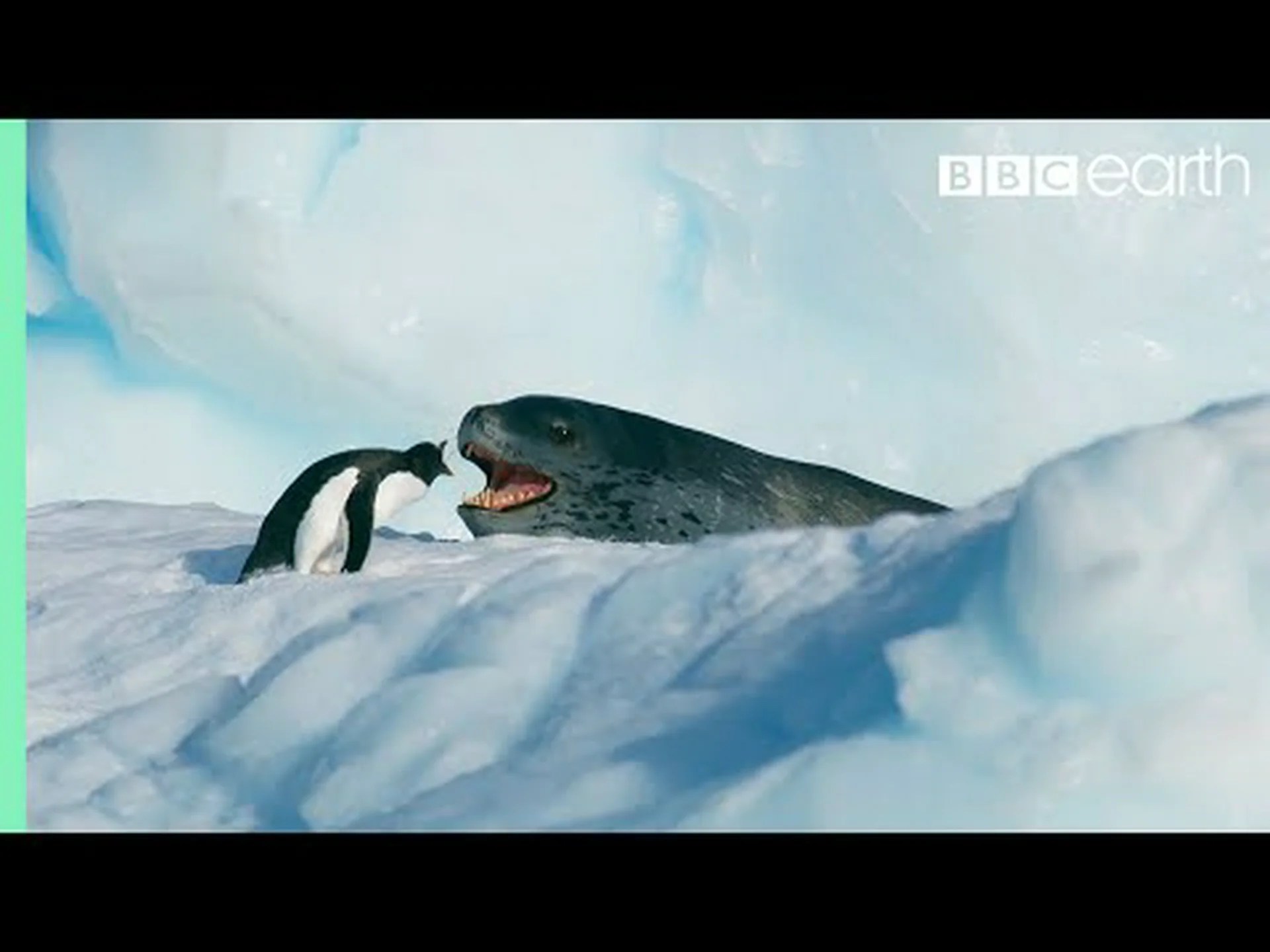 ヒョウアザラシを追い越そうと命がけでダッシュする小さなペンギンを目撃してください ヒョウアザラシを追い越そうと命がけでダッシュする小さなペンギンを目撃してください