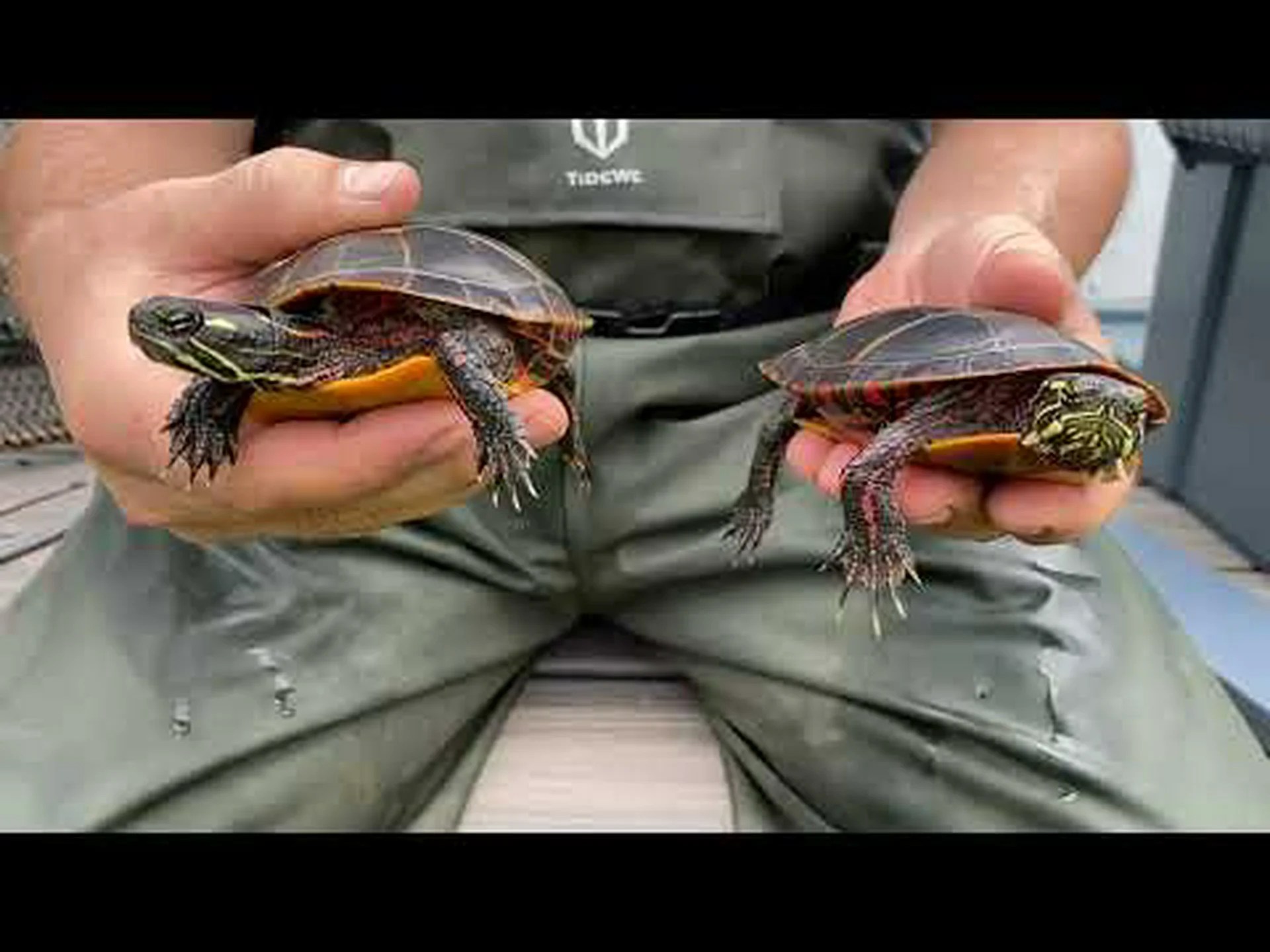 アカガメのオスとメス: 違いは何ですか? アカガメのオスとメス: 違いは何ですか?