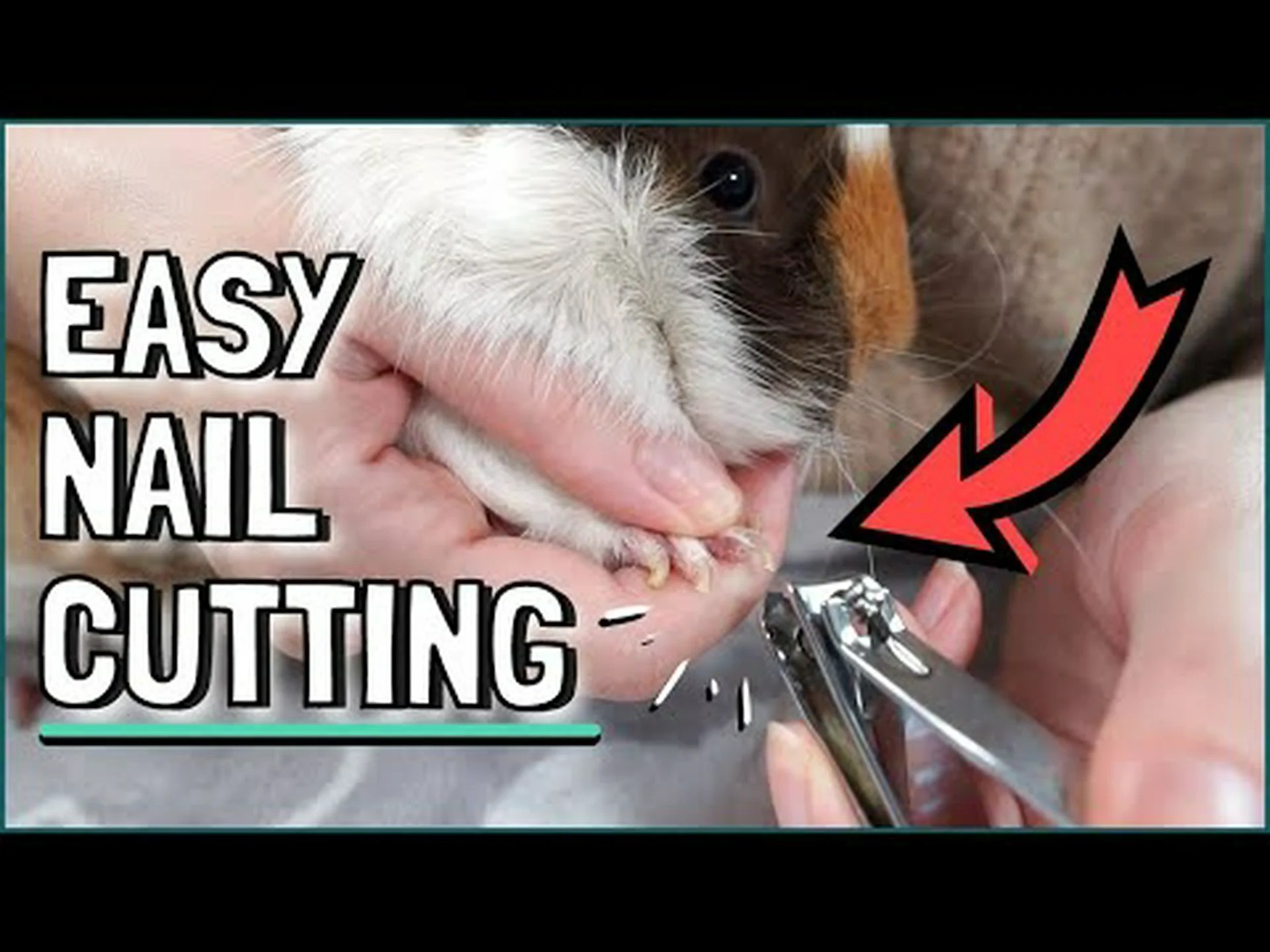モルモットの爪切り: モルモットの爪の切り方 モルモットの爪切り: モルモットの爪の切り方
