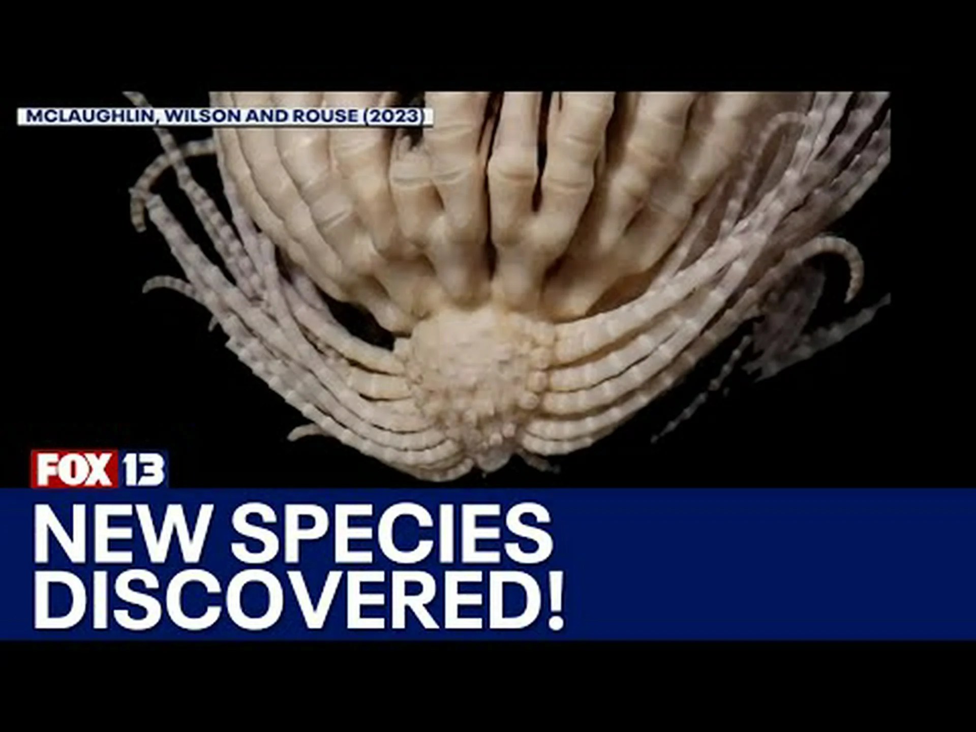 科学者が海で発見したばかりの20本の腕を持つエイリアンのような生き物を観察してください 科学者が海で発見したばかりの20本の腕を持つエイリアンのような生き物を観察してください
