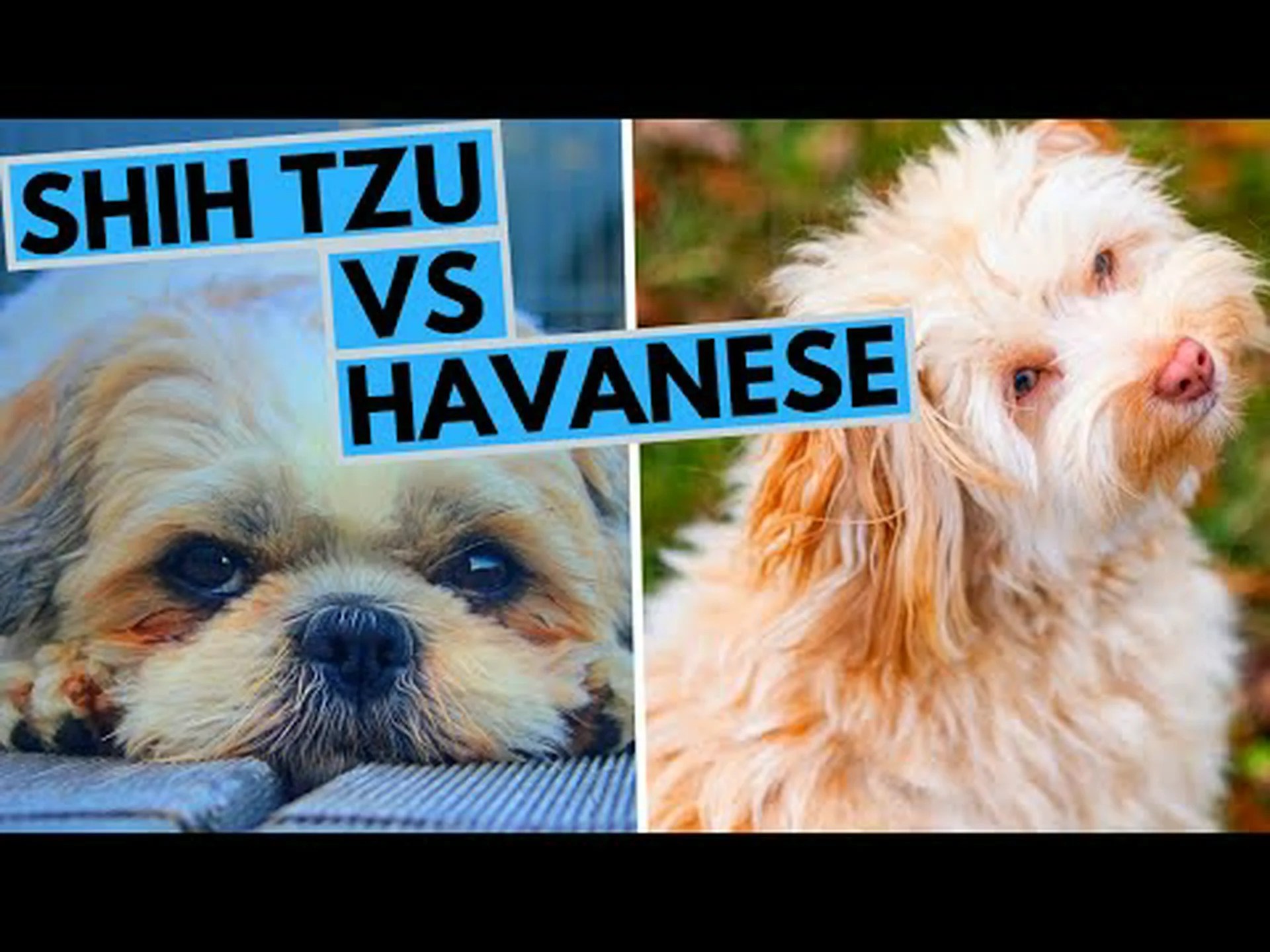 ハバニーズとシーズー: 違いは何ですか? ハバニーズとシーズー: 違いは何ですか?