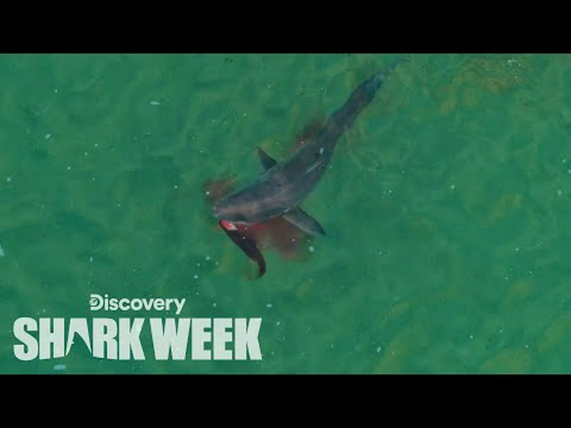 浅瀬でアザラシを狩る巨大なサメの驚くべき鳥瞰図をご覧ください 浅瀬でアザラシを狩る巨大なサメの驚くべき鳥瞰図をご覧ください