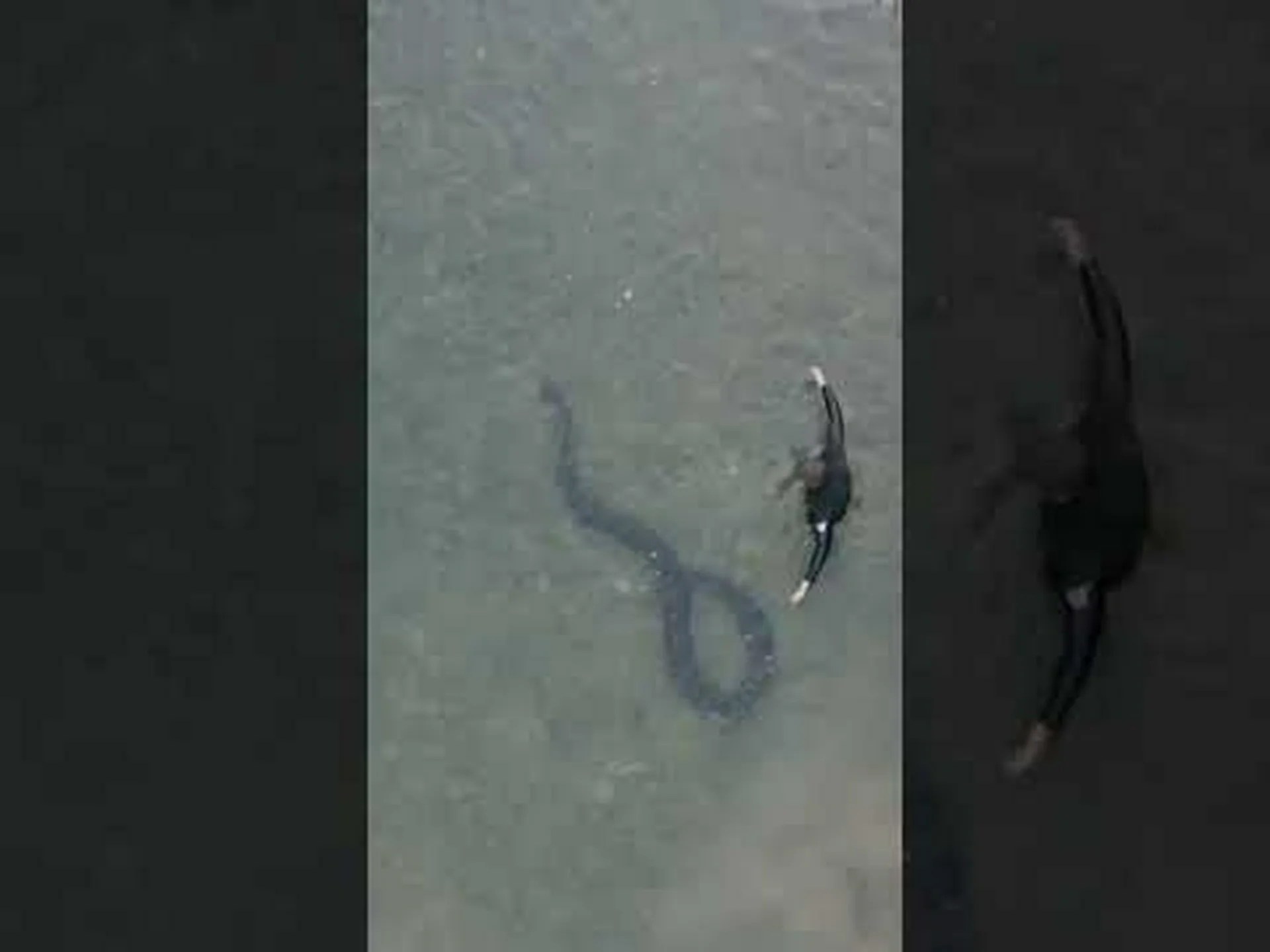 ドナウ川のヘビ 6 匹に会いましょう ドナウ川のヘビ 6 匹に会いましょう