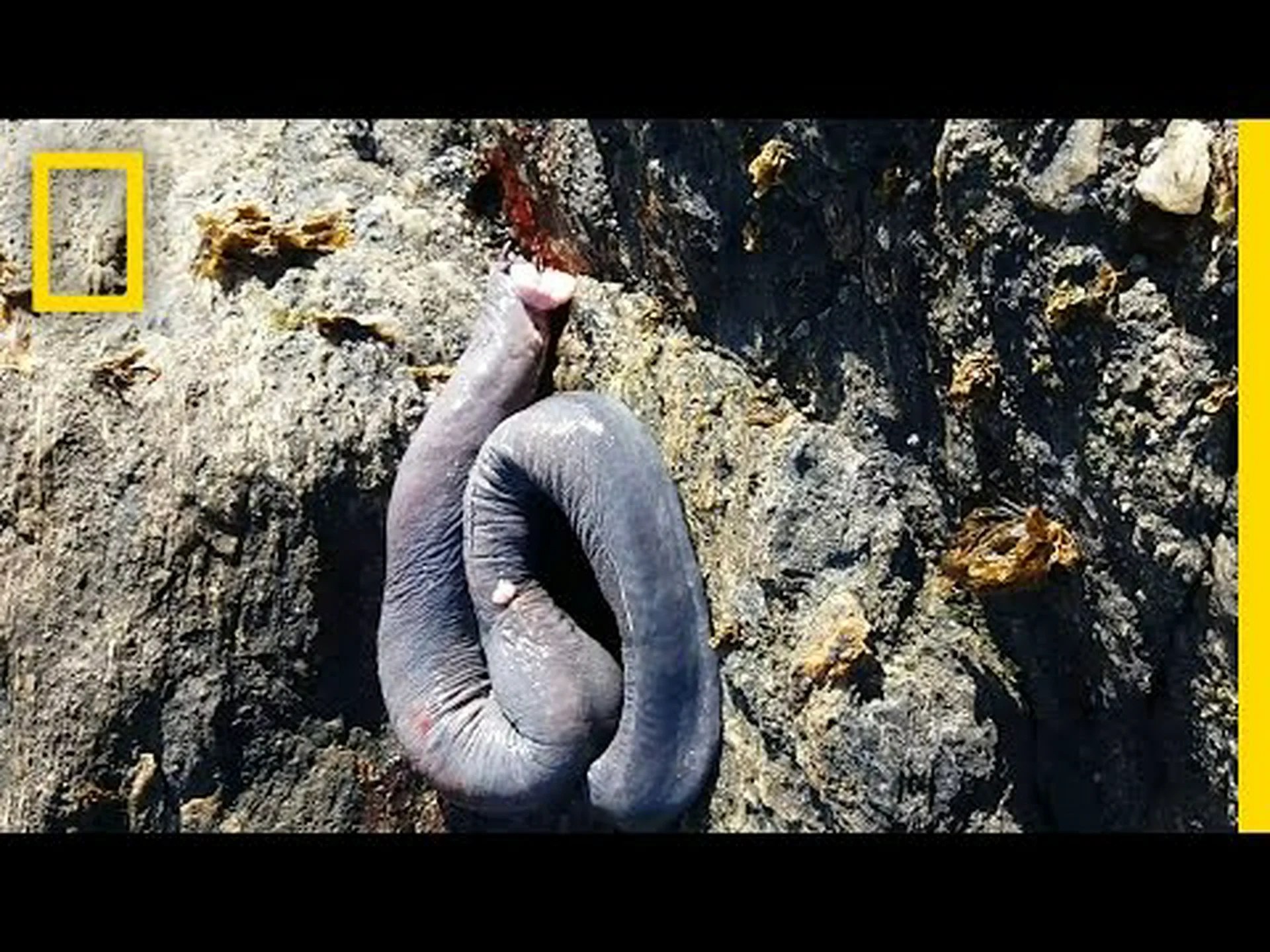 ミシシッピ川の最も奇妙な魚 5 匹 ミシシッピ川の最も奇妙な魚 5 匹