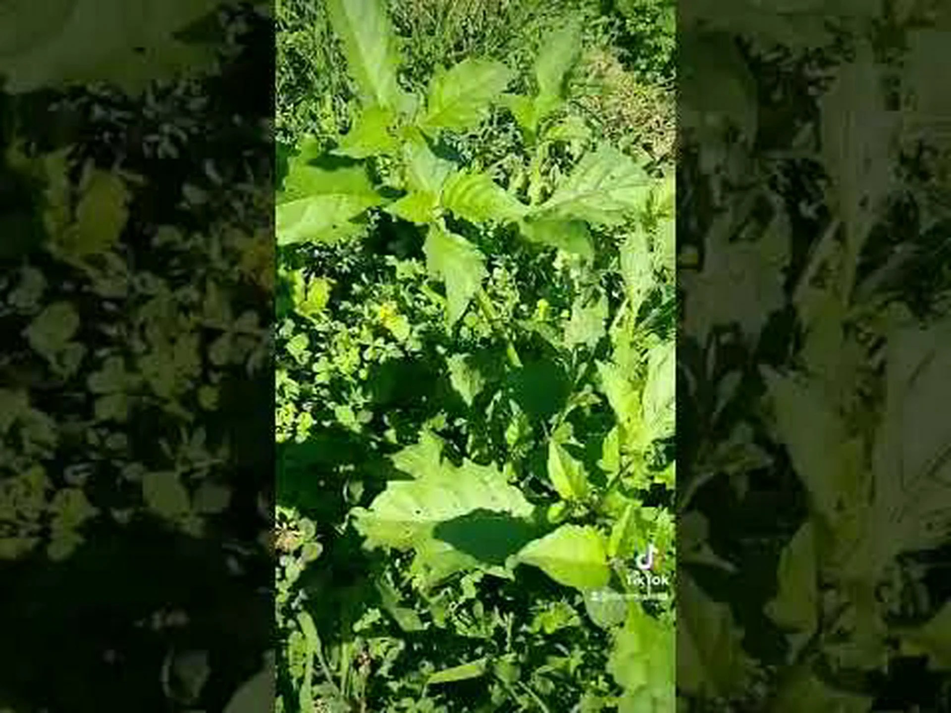 ホーンワームは何を食べるのですか?彼らはナイトシェイドに夢中です ホーンワームは何を食べるのですか?彼らはナイトシェイドに夢中です