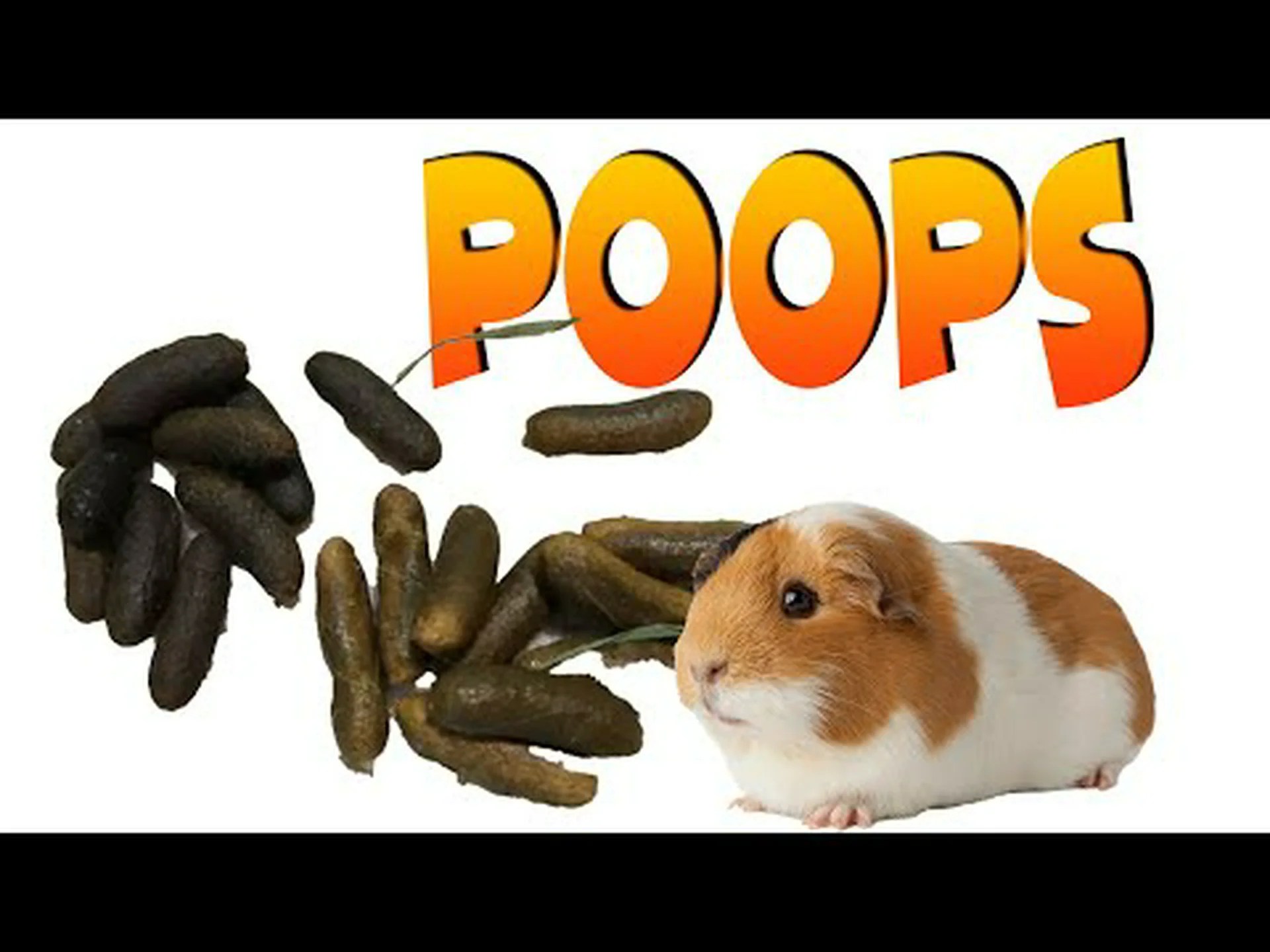 モルモットの糞: あなたが今まで知りたかったすべて モルモットの糞: あなたが今まで知りたかったすべて