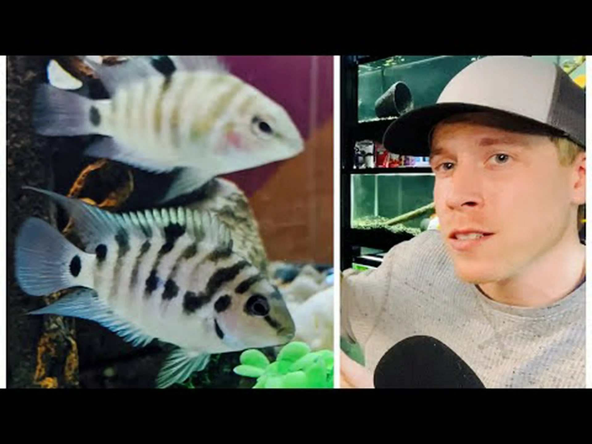 囚人シクリッドのオスとメス: 違いは何ですか? 囚人シクリッドのオスとメス: 違いは何ですか?