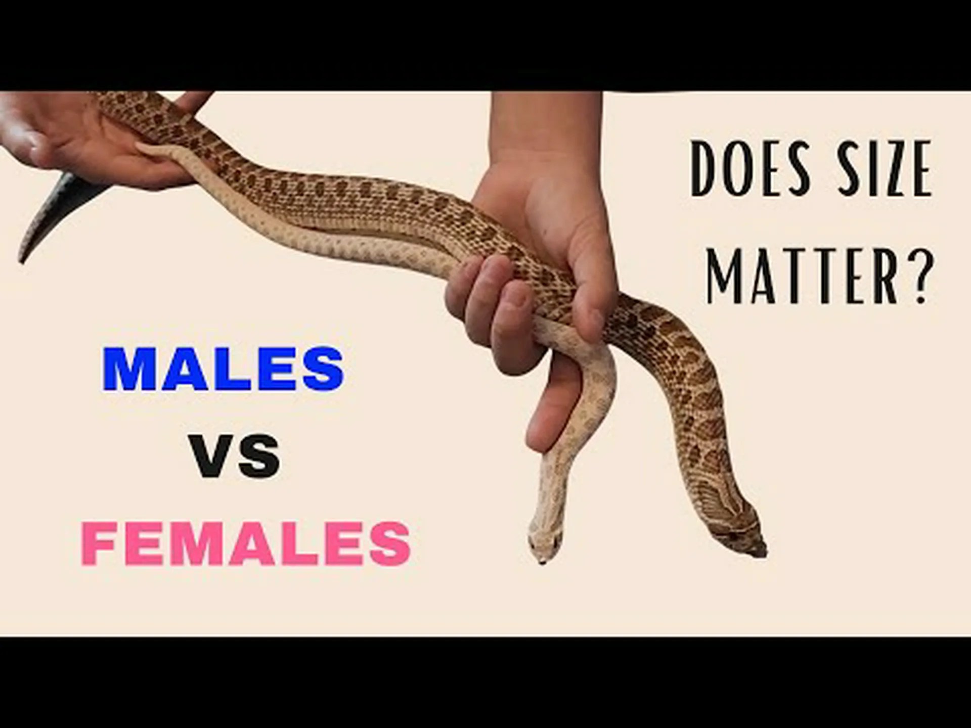 ホーノーススネークとコーチウィップスネーク: 主な違いの説明 ホーノーススネークとコーチウィップスネーク: 主な違いの説明