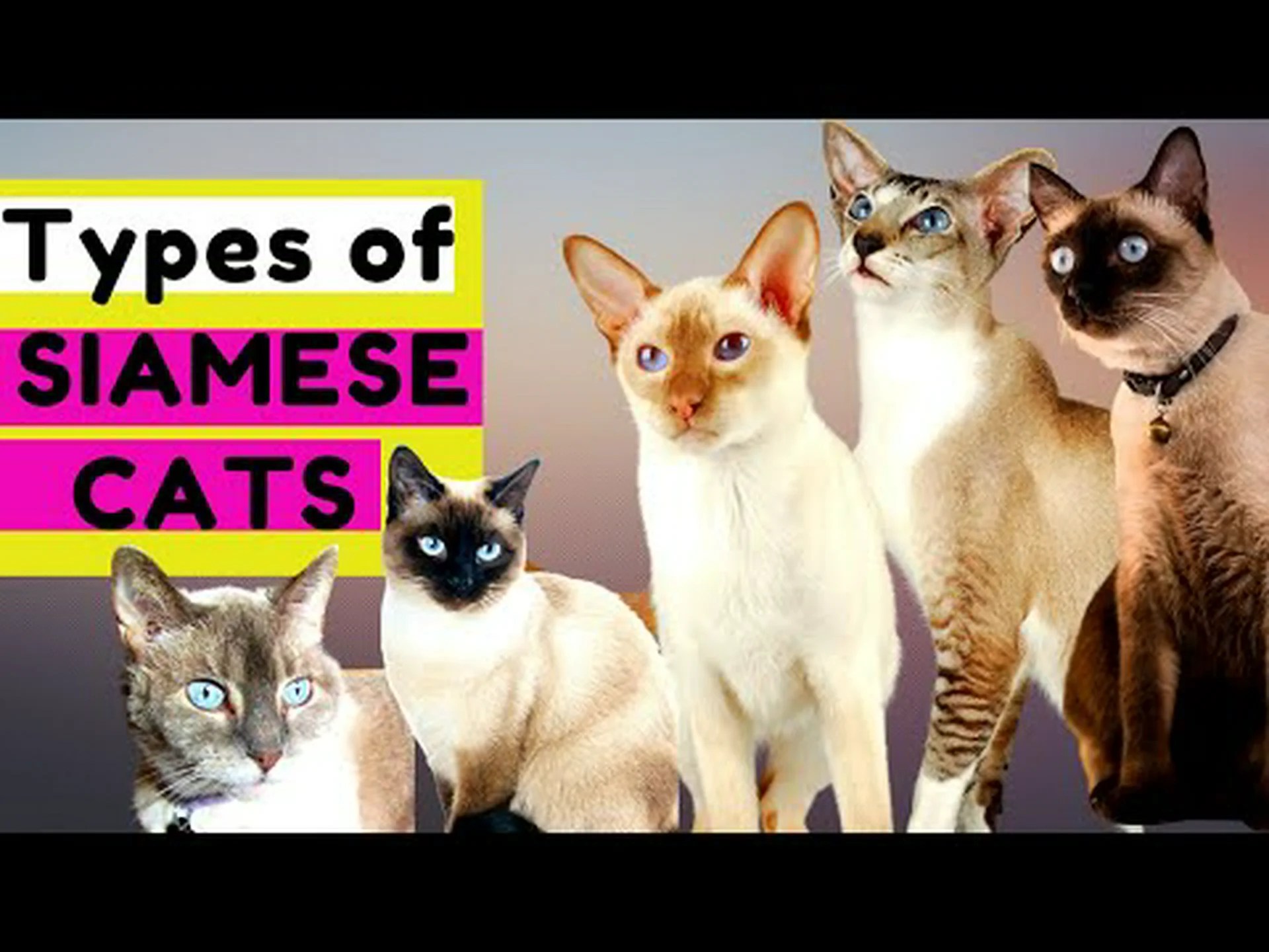 シャム猫の色: 最も一般的なものから最も珍しいものまで シャム猫の色: 最も一般的なものから最も珍しいものまで