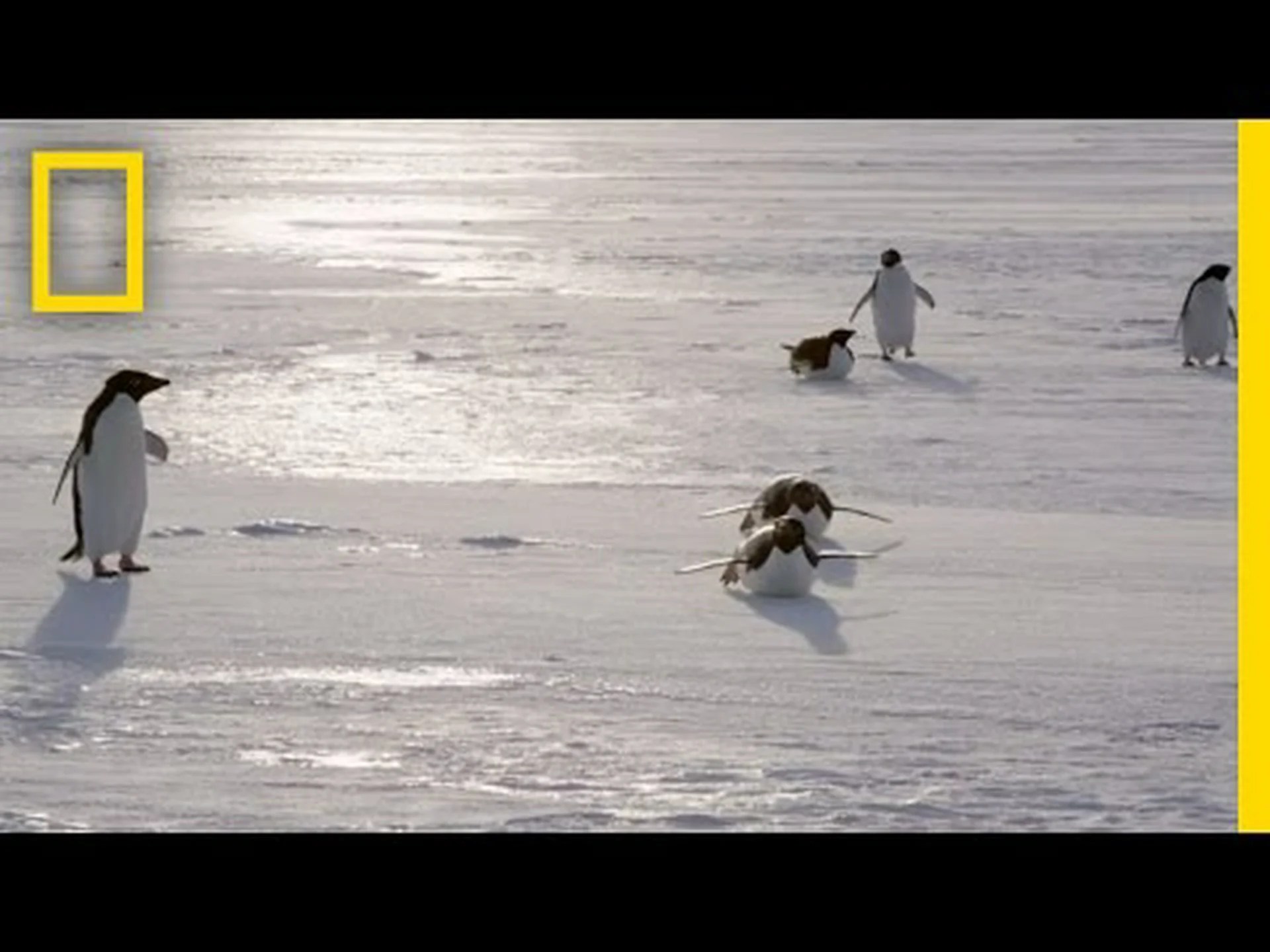 アデリーペンギンの驚くべき10の事実 アデリーペンギンの驚くべき10の事実