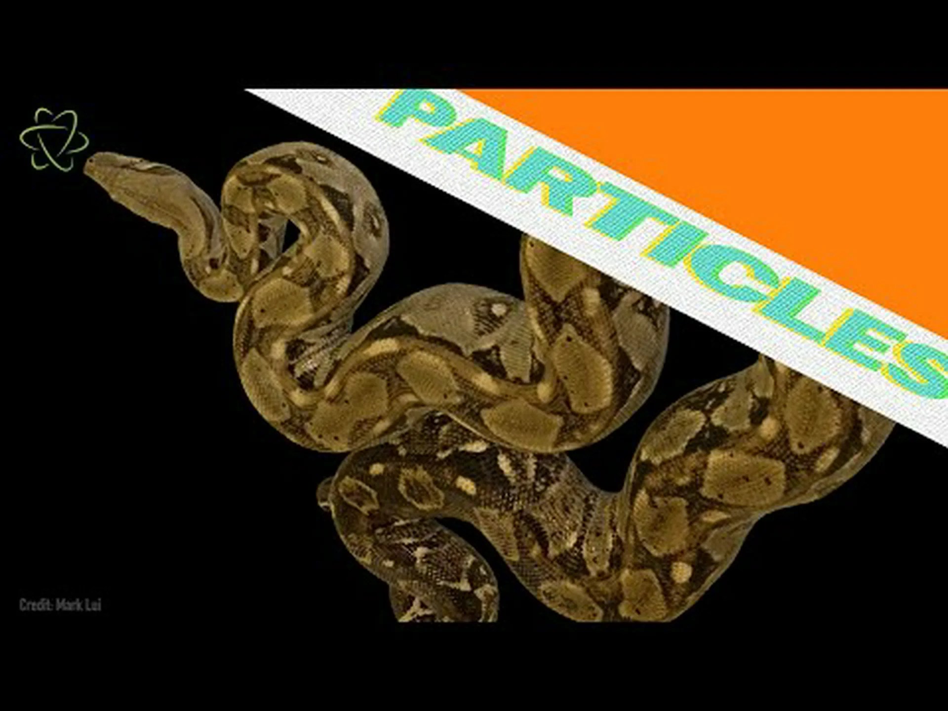 研究により、ボアコンストリクターが獲物を粉砕する際にどのように呼吸しているかが明らかになりました。 研究により、ボアコンストリクターが獲物を粉砕する際にどのように呼吸しているかが明らかになりました。