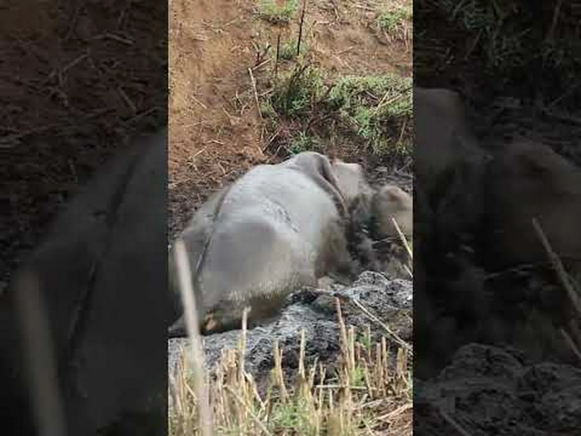 カバが野犬の顎にガゼルを押し込む様子をご覧ください! カバが野犬の顎にガゼルを押し込む様子をご覧ください!