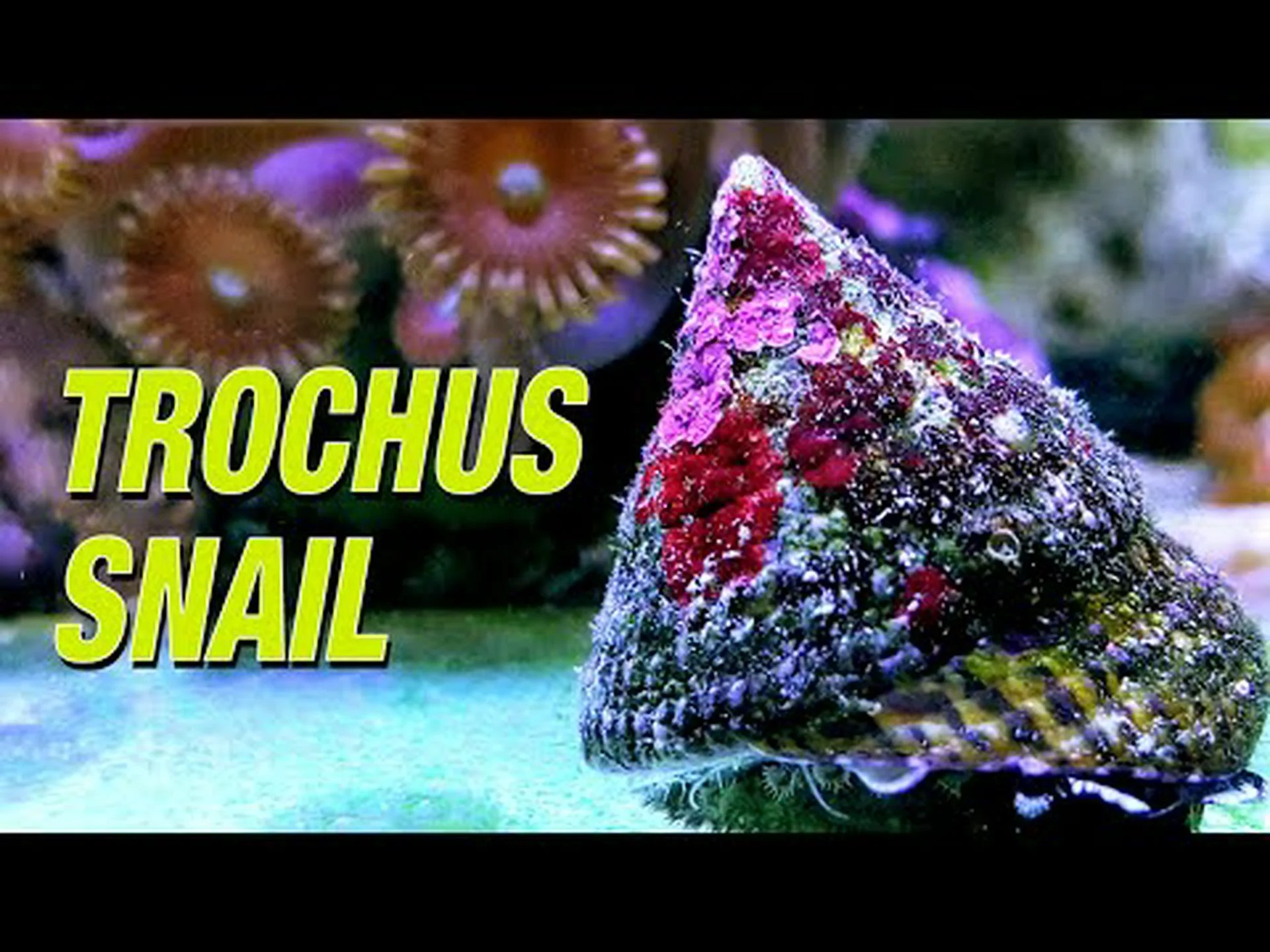 Trochus Snail vs Astrea Snail: 違いは何ですか? Trochus Snail vs Astrea Snail: 違いは何ですか?