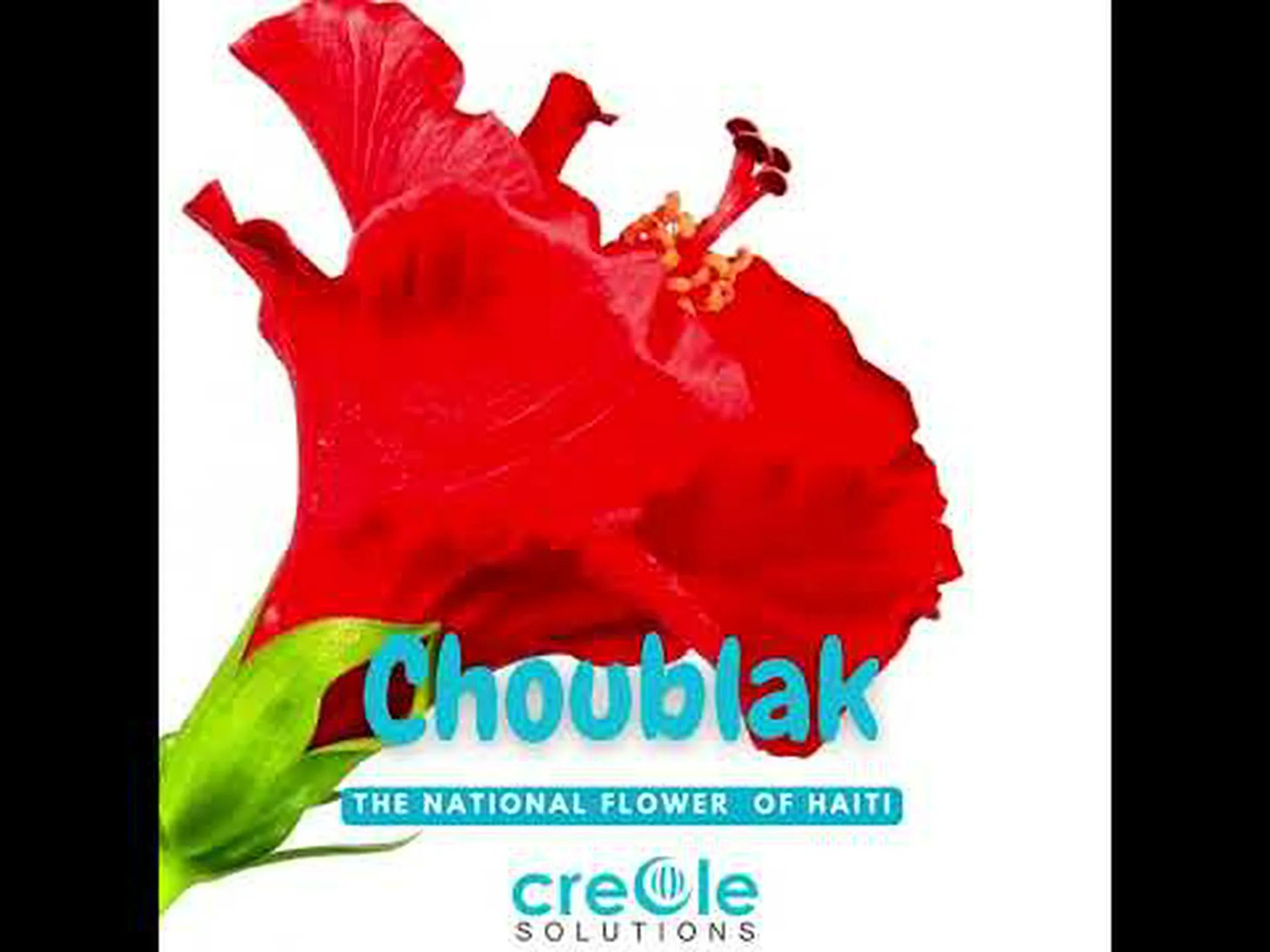 ハイチの国花: ハイビスカスを発見 ハイチの国花: ハイビスカスを発見