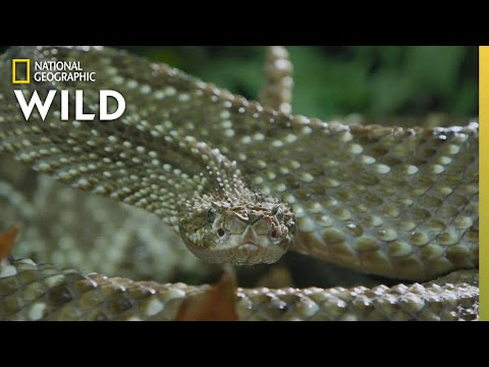 史上最大のオグロガラガラヘビを発見 史上最大のオグロガラガラヘビを発見