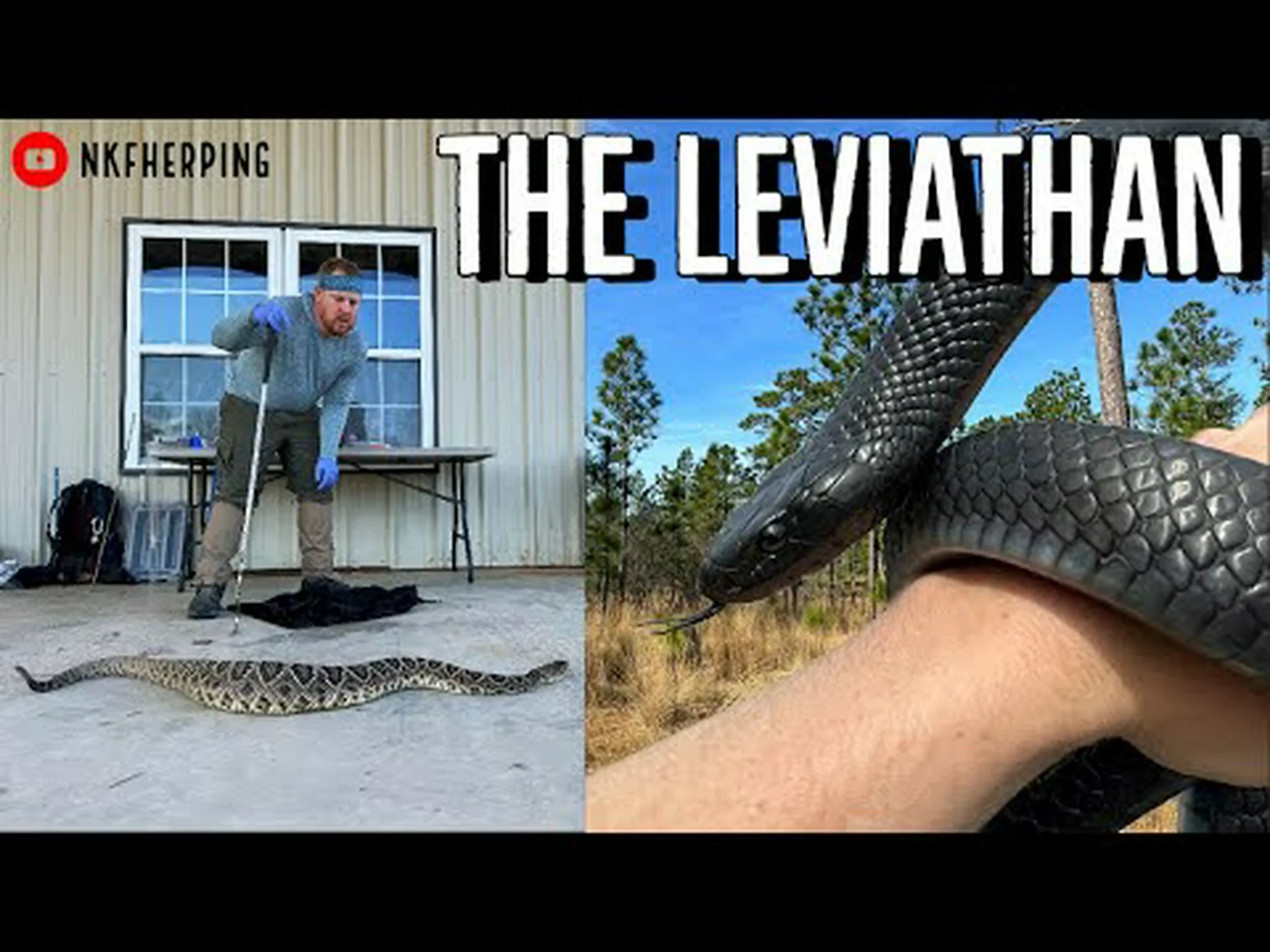 史上最大のヒガシインディゴヘビを発見 史上最大のヒガシインディゴヘビを発見