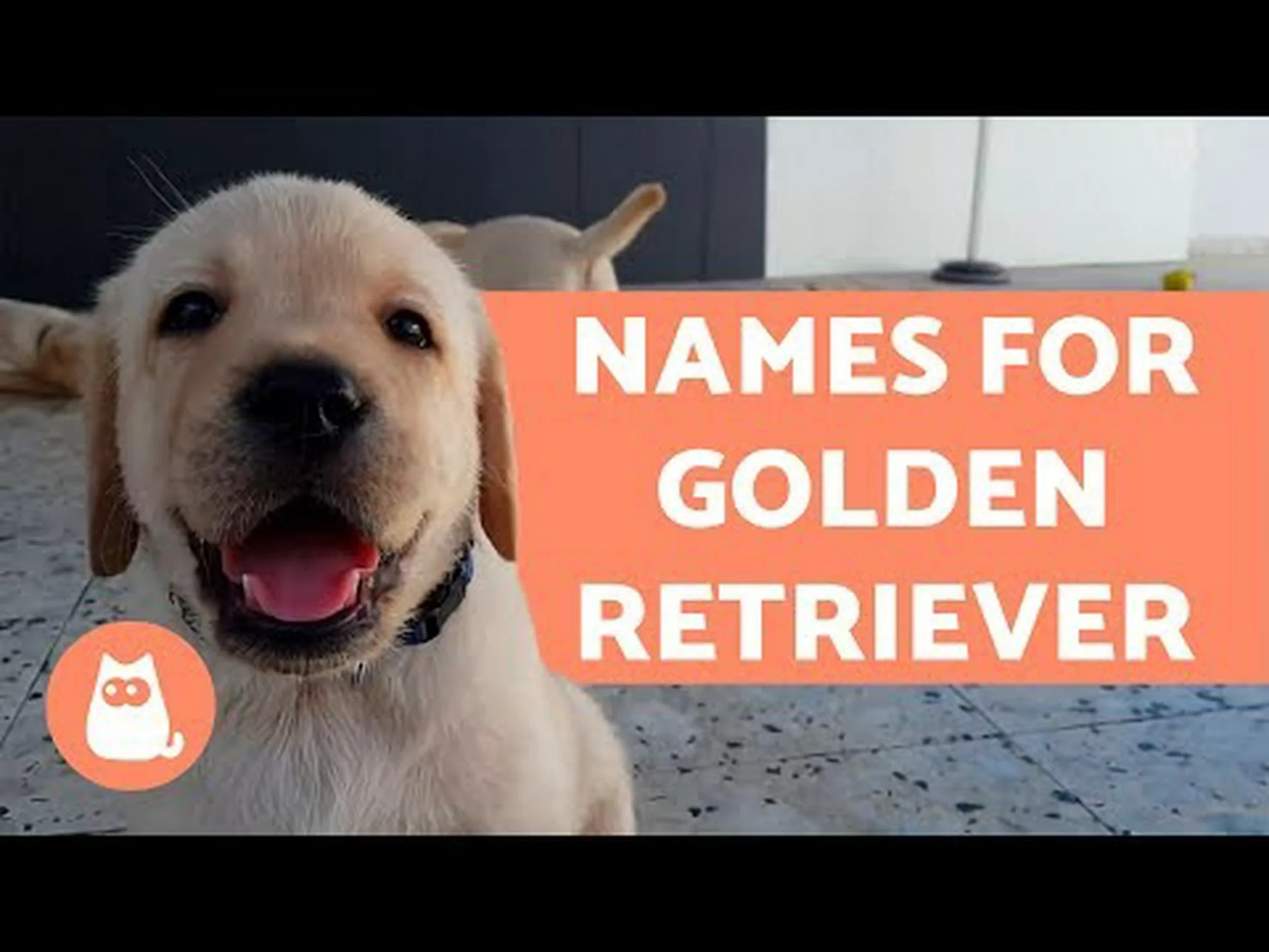 オスとメスの10の素晴らしいゴールデンレトリバー犬の名前 オスとメスの10の素晴らしいゴールデンレトリバー犬の名前