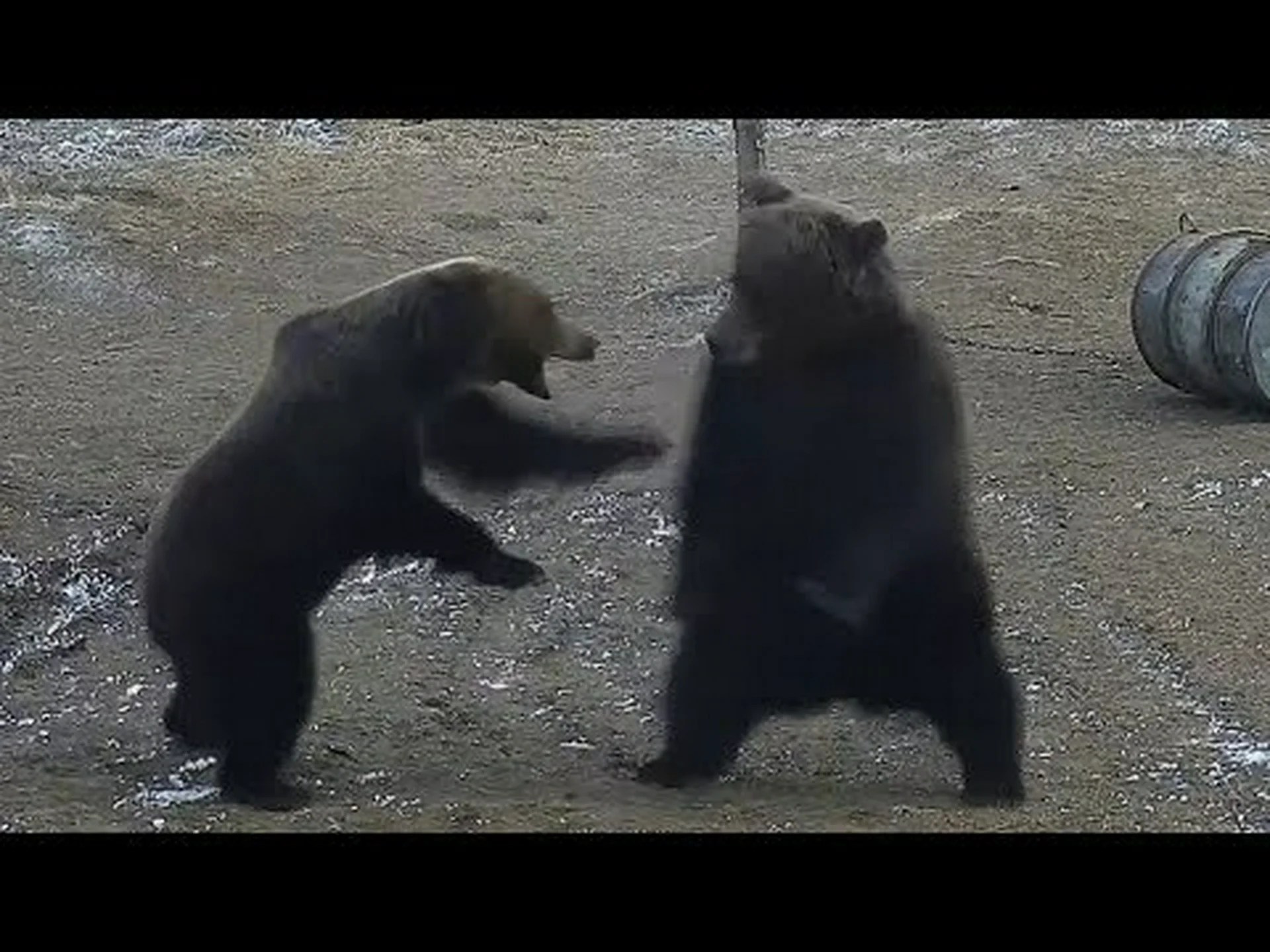 このグリズリーは、昼食を盗もうとする攻撃的なオスから母グマと子グマを守るために急いでいます このグリズリーは、昼食を盗もうとする攻撃的なオスから母グマと子グマを守るために急いでいます