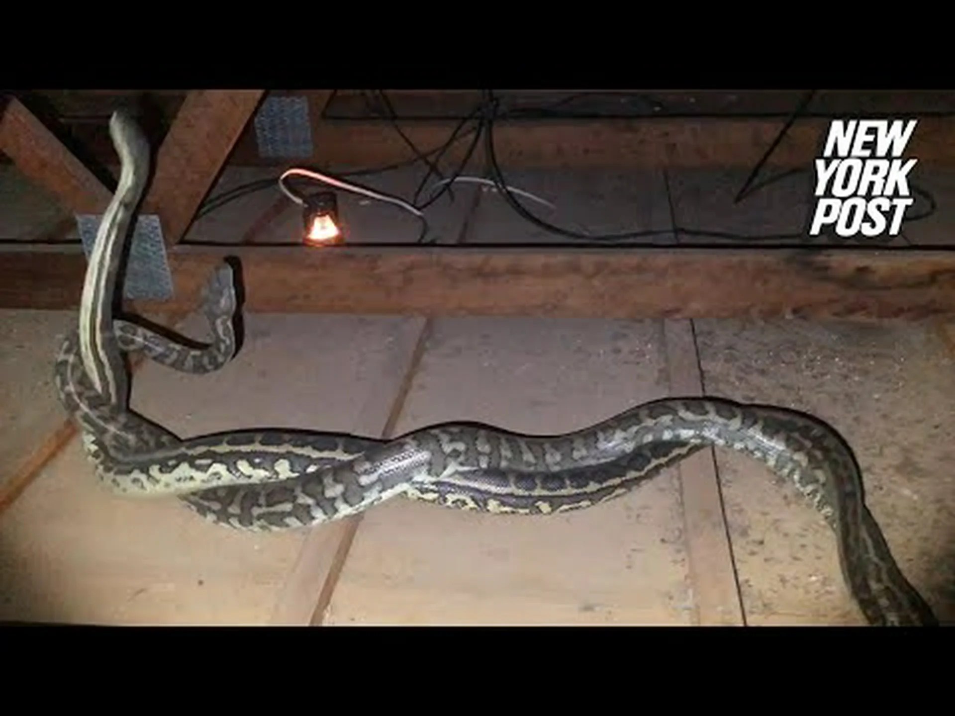 女性が腕に巻きついた2匹の巨大なヘビを家の屋根裏部屋から引き抜く 女性が腕に巻きついた2匹の巨大なヘビを家の屋根裏部屋から引き抜く