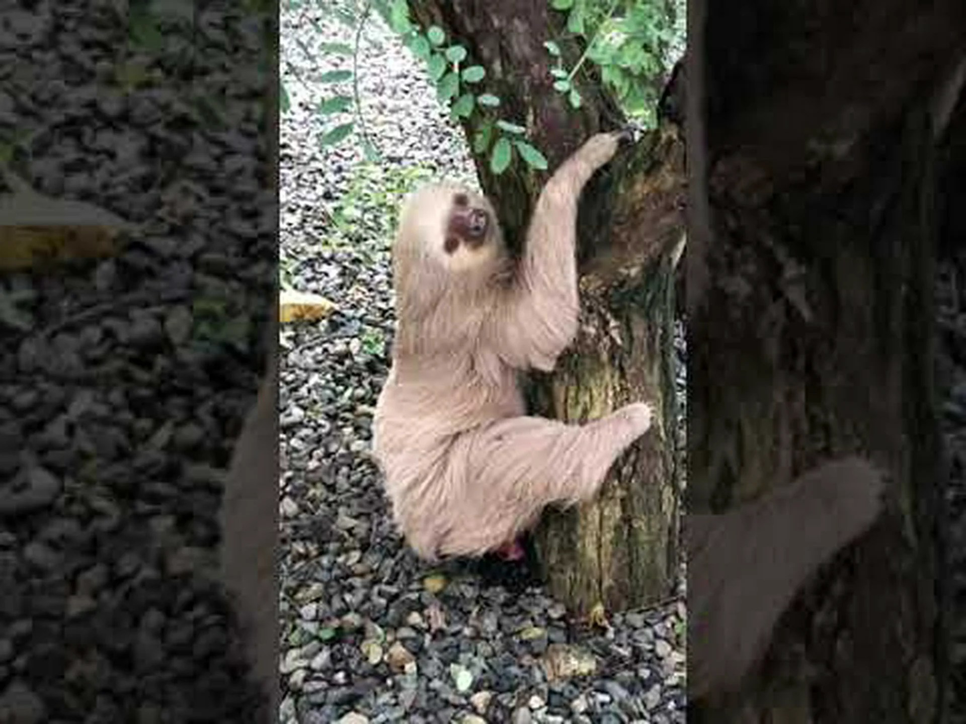 ナマケモノのうんち: あなたが今まで知りたかったすべて ナマケモノのうんち: あなたが今まで知りたかったすべて