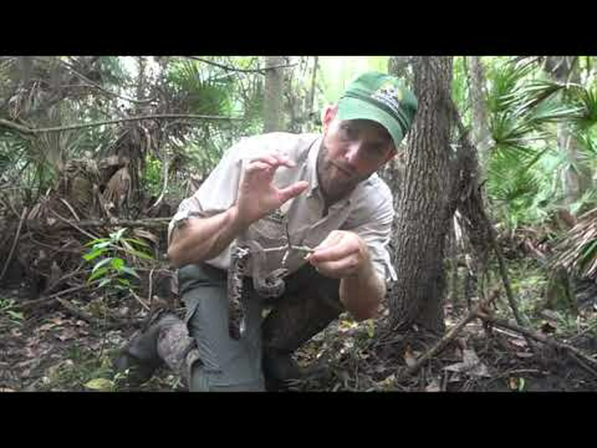 ルイジアナ州のコットンマウス: 生息地と咬傷頻度 ルイジアナ州のコットンマウス: 生息地と咬傷頻度