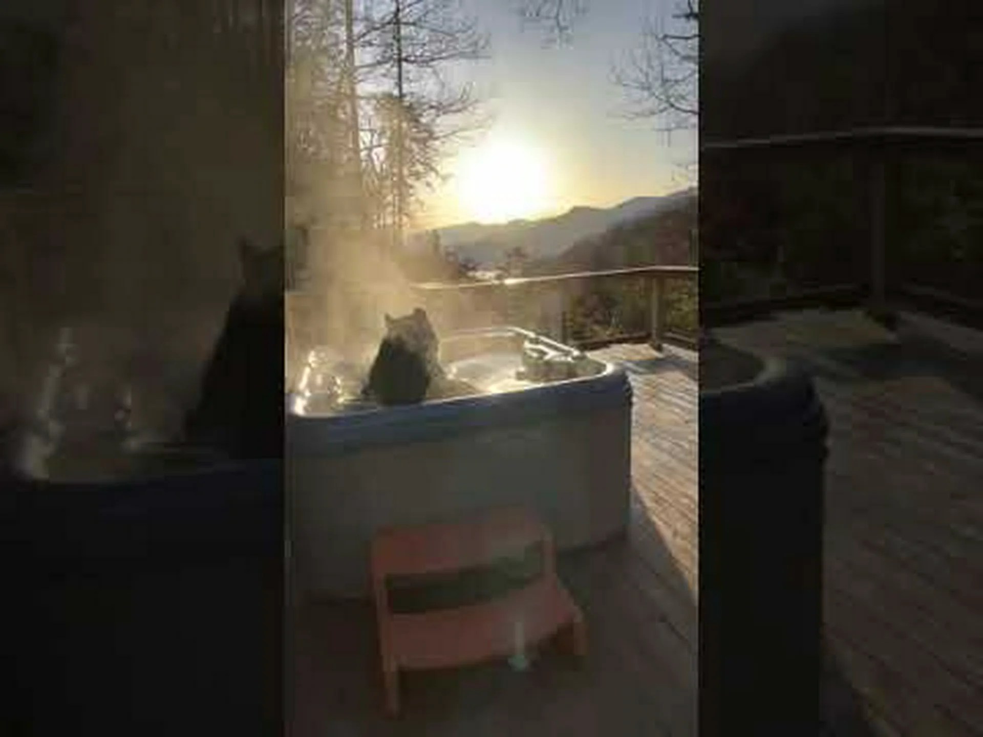 この巨大なクマが鯉の池に侵入し、池を豪華な浴槽のように扱う様子をご覧ください。 この巨大なクマが鯉の池に侵入し、池を豪華な浴槽のように扱う様子をご覧ください。