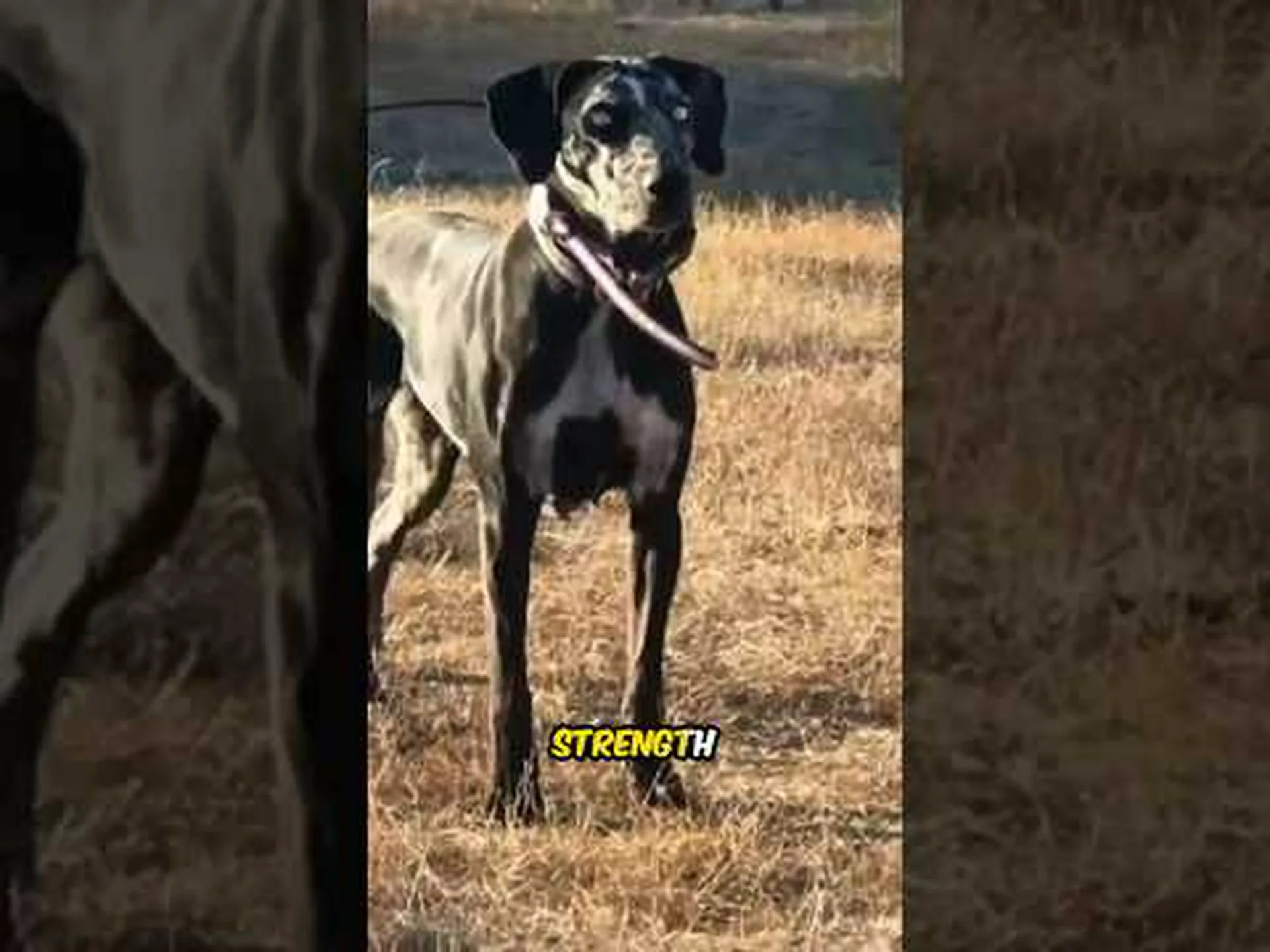 Catahoula ヒョウ犬の色: 最も珍しいものから最も一般的なものまで Catahoula ヒョウ犬の色: 最も珍しいものから最も一般的なものまで